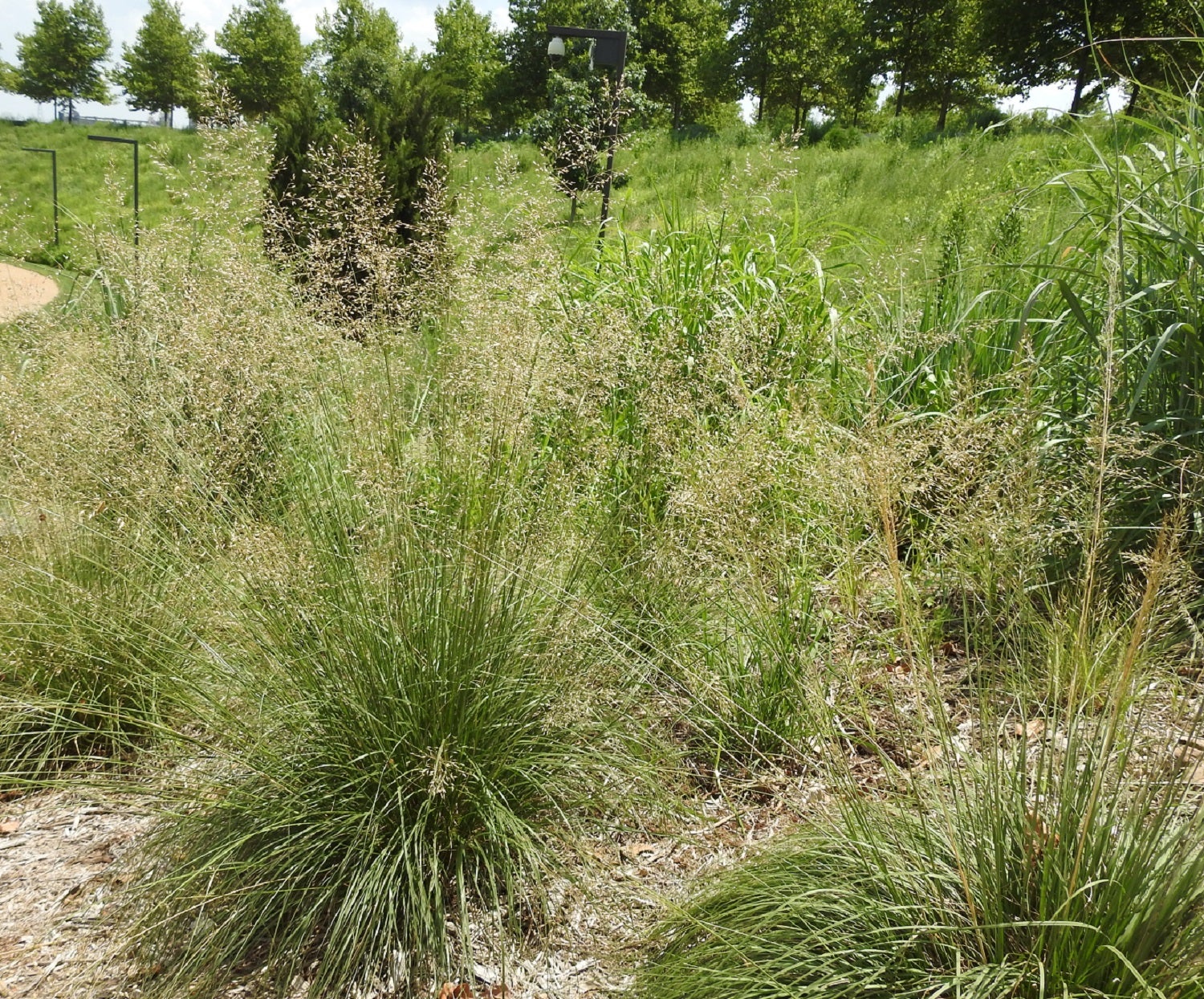 Prairie dropseed tráva mimo jiné původní výsadby