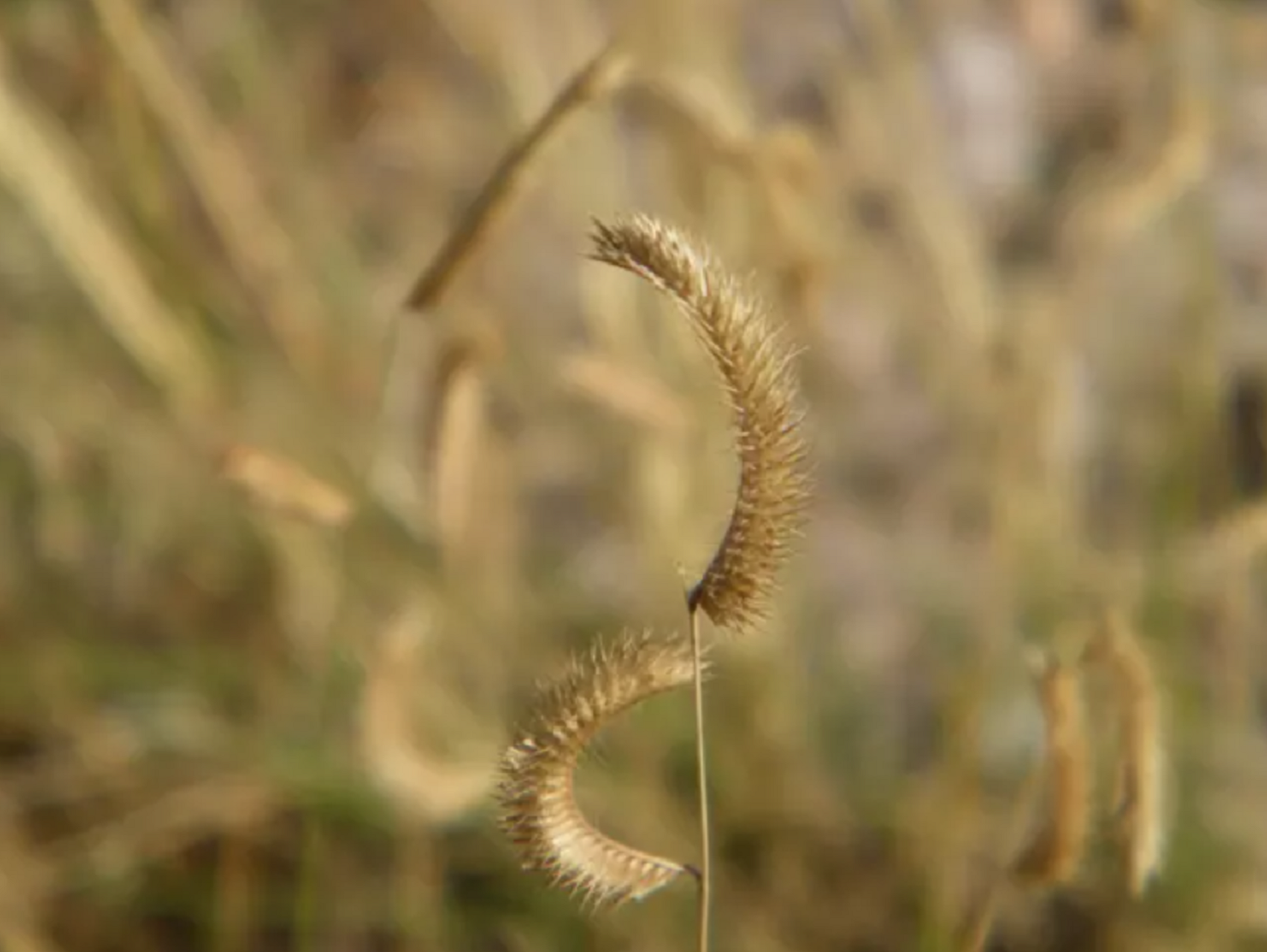 Closeup malé bluestem trávy