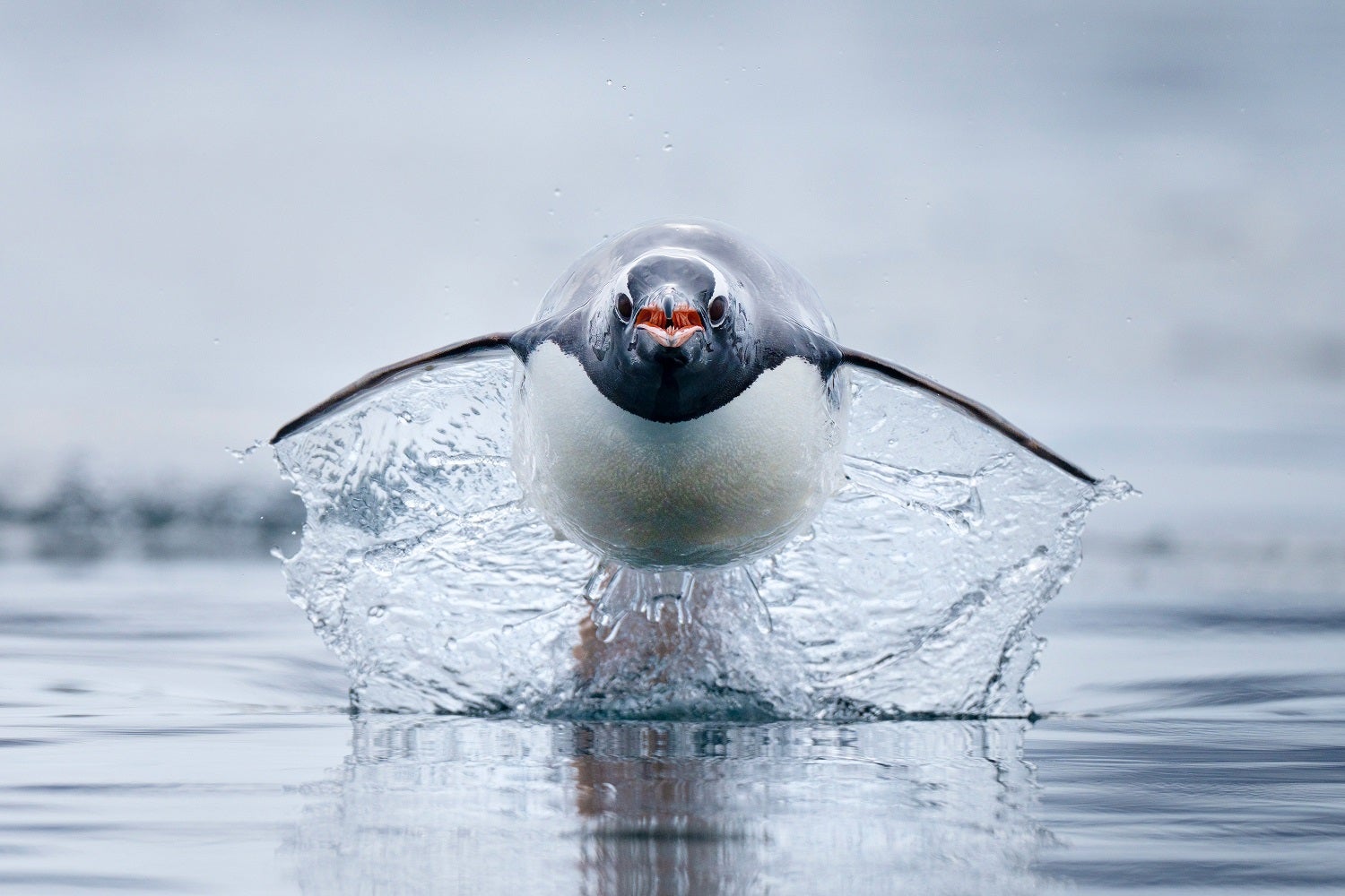 Gentoo tučňák střílející nad vodou