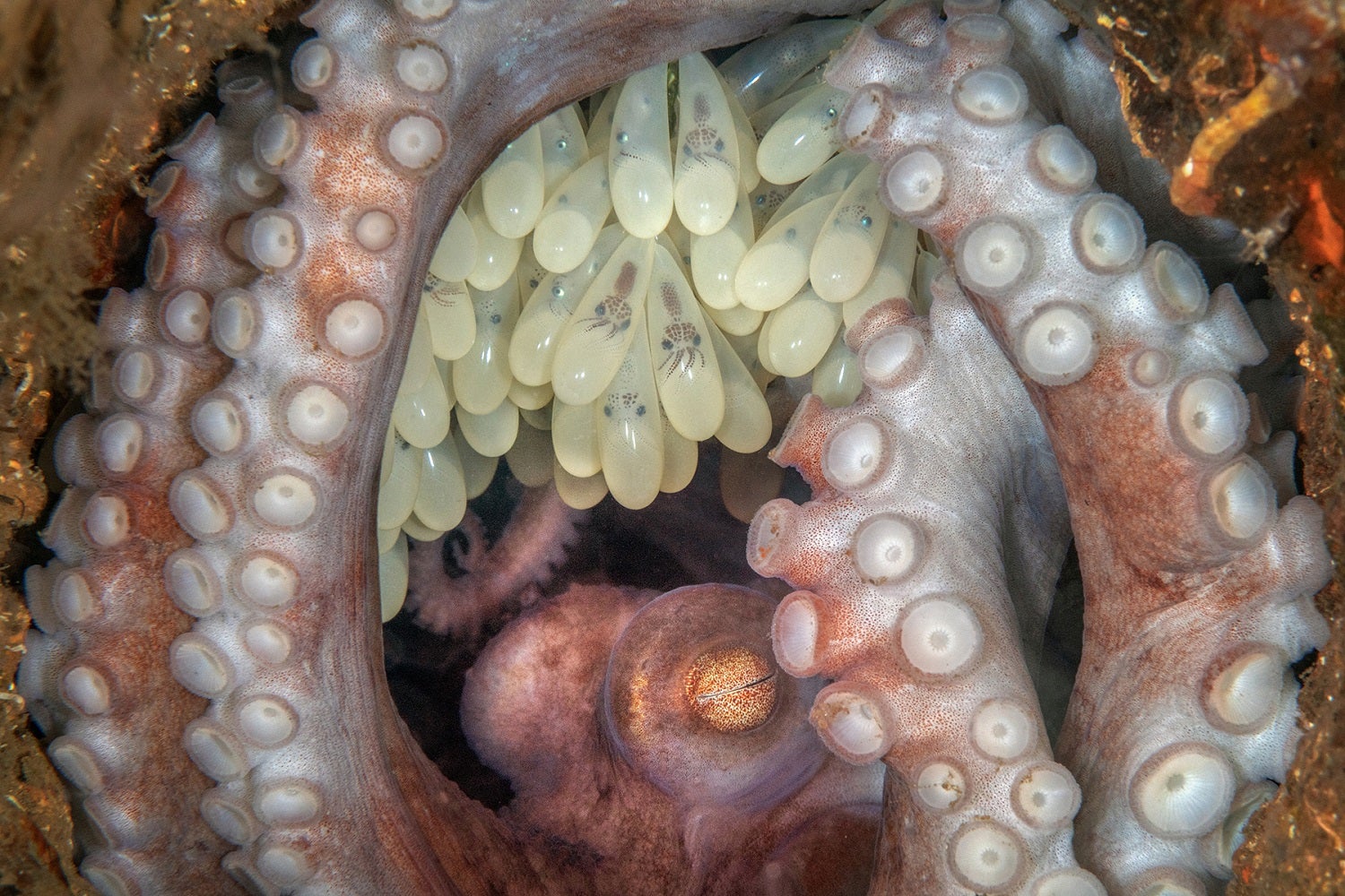 Karibský útes chobotnice s vejci closeup 