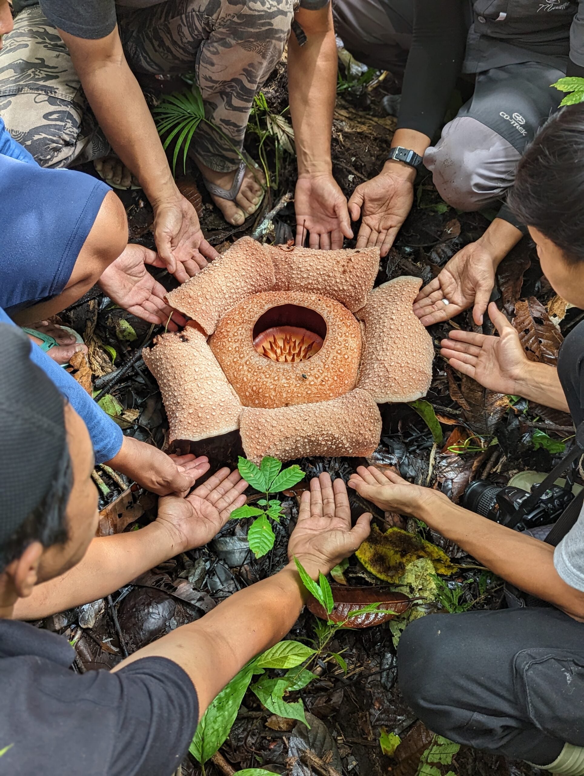 Rafflesia bengkuluensis se svými správci na Sumatře.  KREDIT: Chris Thorogood