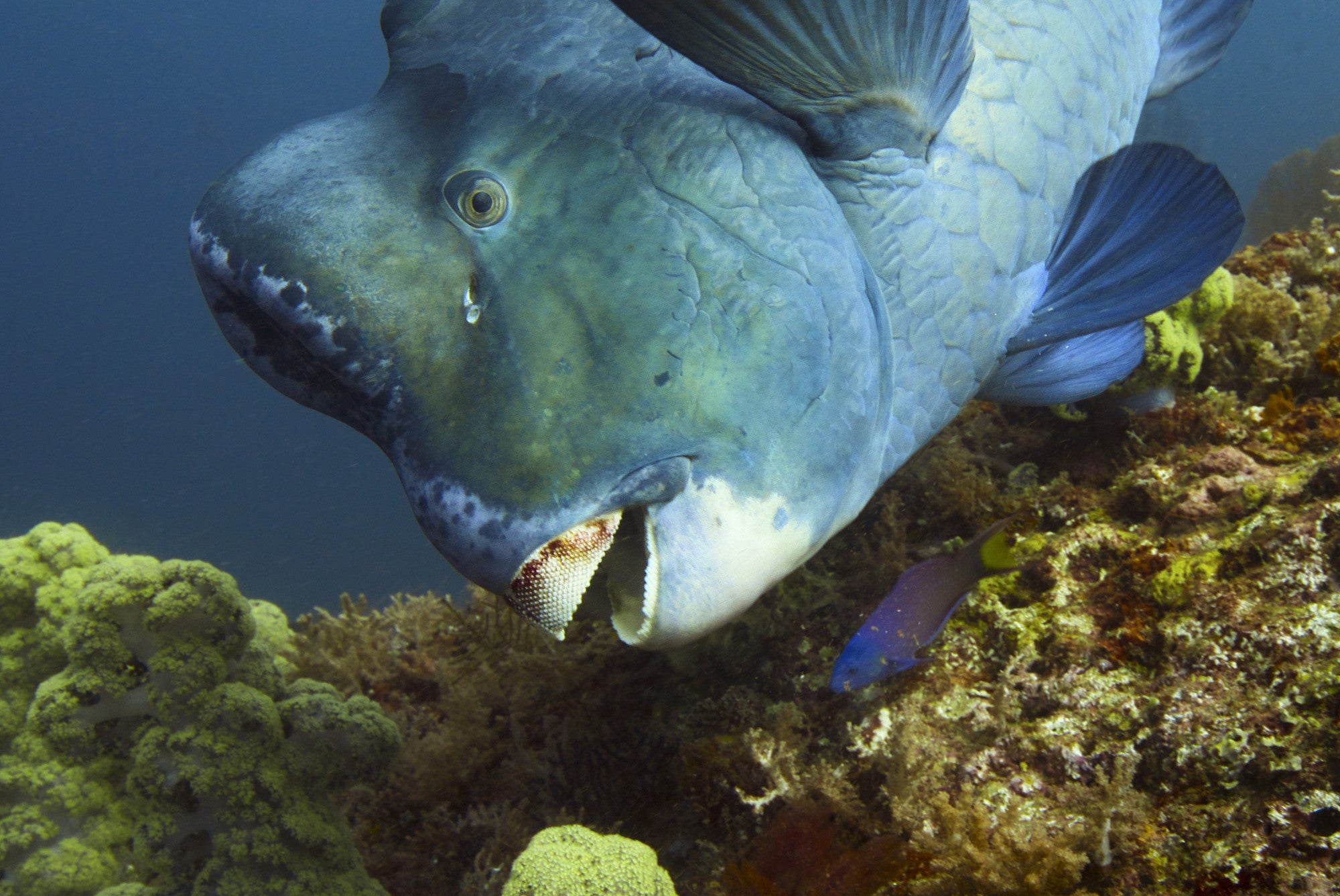 Bumphead papoušek ryba.  KREDIT: National Geographic pro Disney+/Bertie Gregory