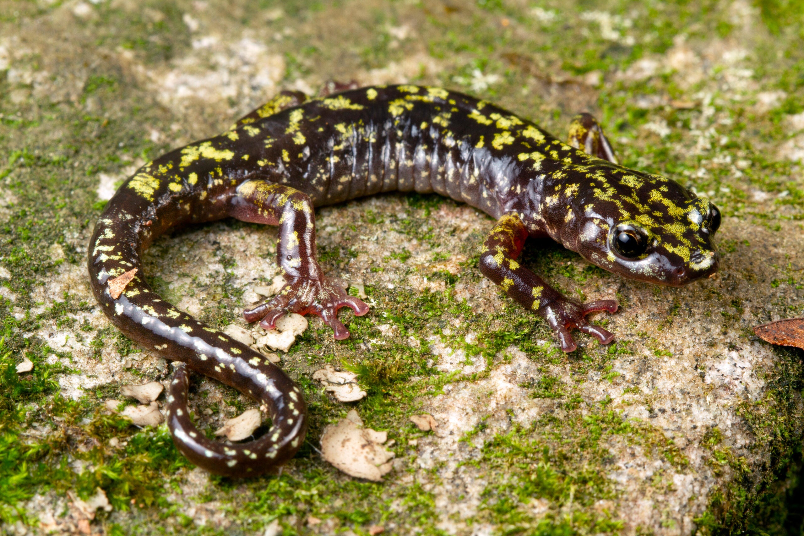 Mlok zelený (Aneides caryaensis) se vyskytuje v Severní Karolíně a je uveden jako kriticky ohrožený.