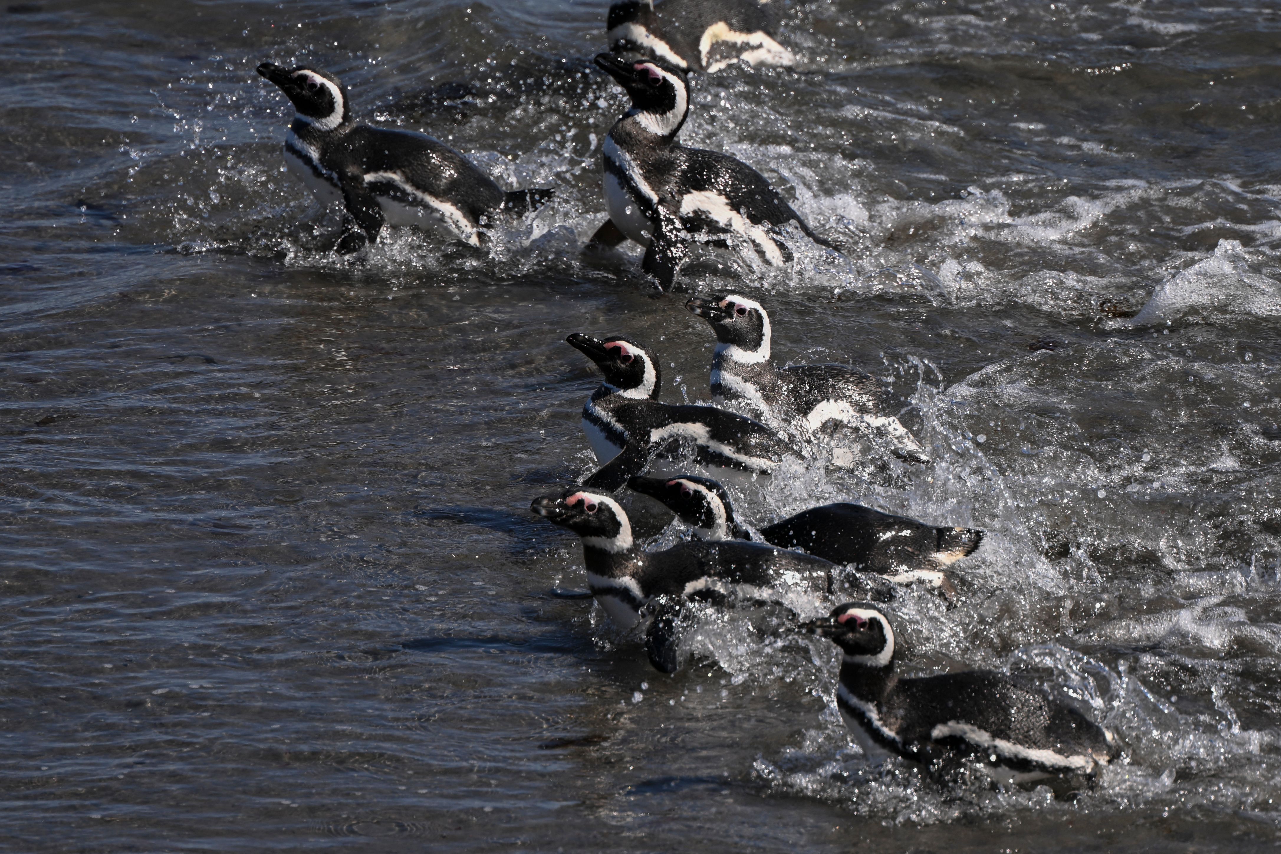Magellanic Penguins (Spheniscus magellanicus) jsou vidět v národní rezervaci Punta Tombo, provincie Chubut, Argentina, 8. října 2022. (Foto Luis Robayo / AFP) (foto Luis Robayo / AFP prostřednictvím obrázků Getty))