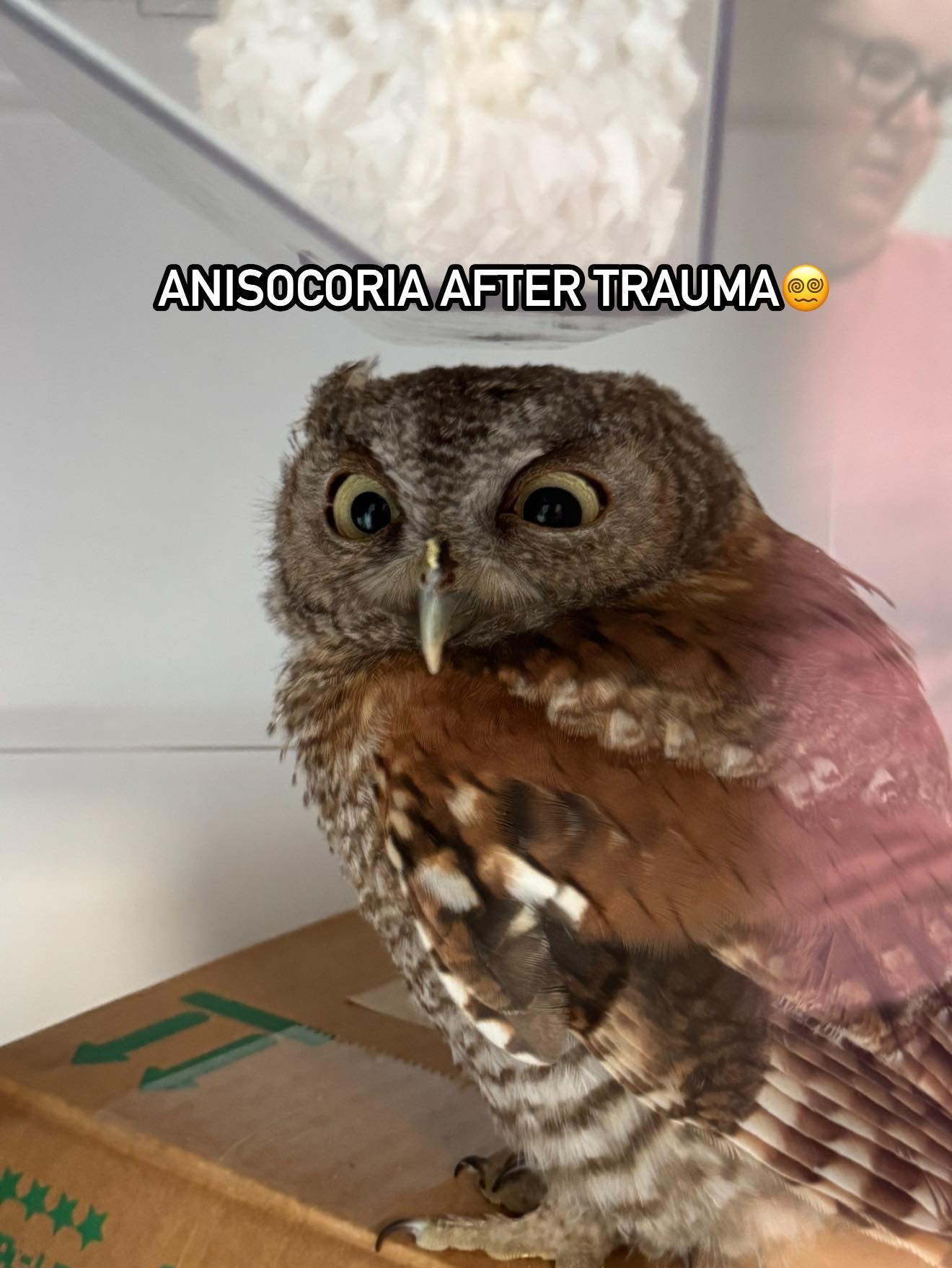 sova s velmi širokýma očima kvůli zranění