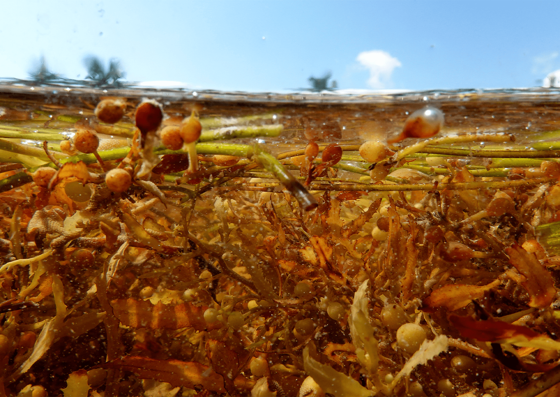 Sargassum se vznáší podél pobřeží 18. května 2023 v Key West na Floridě. Kredit: Joe Raedle/Getty Images.