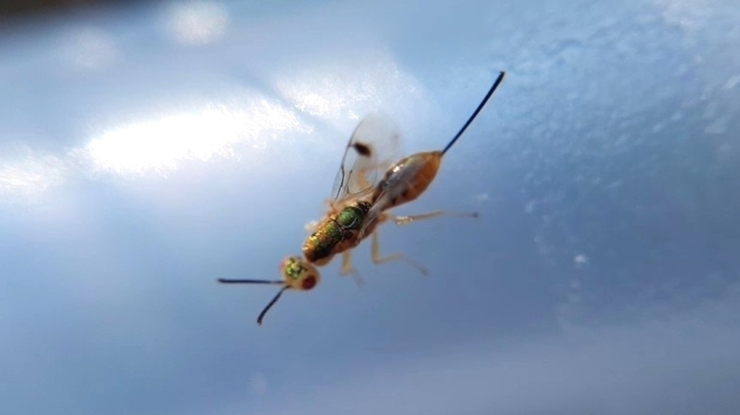 Bootanomyia dorsalis wasp zblízka