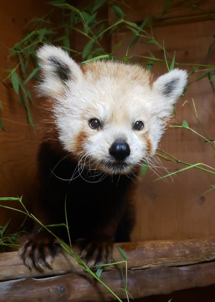 zblízka červené panda v zajetí