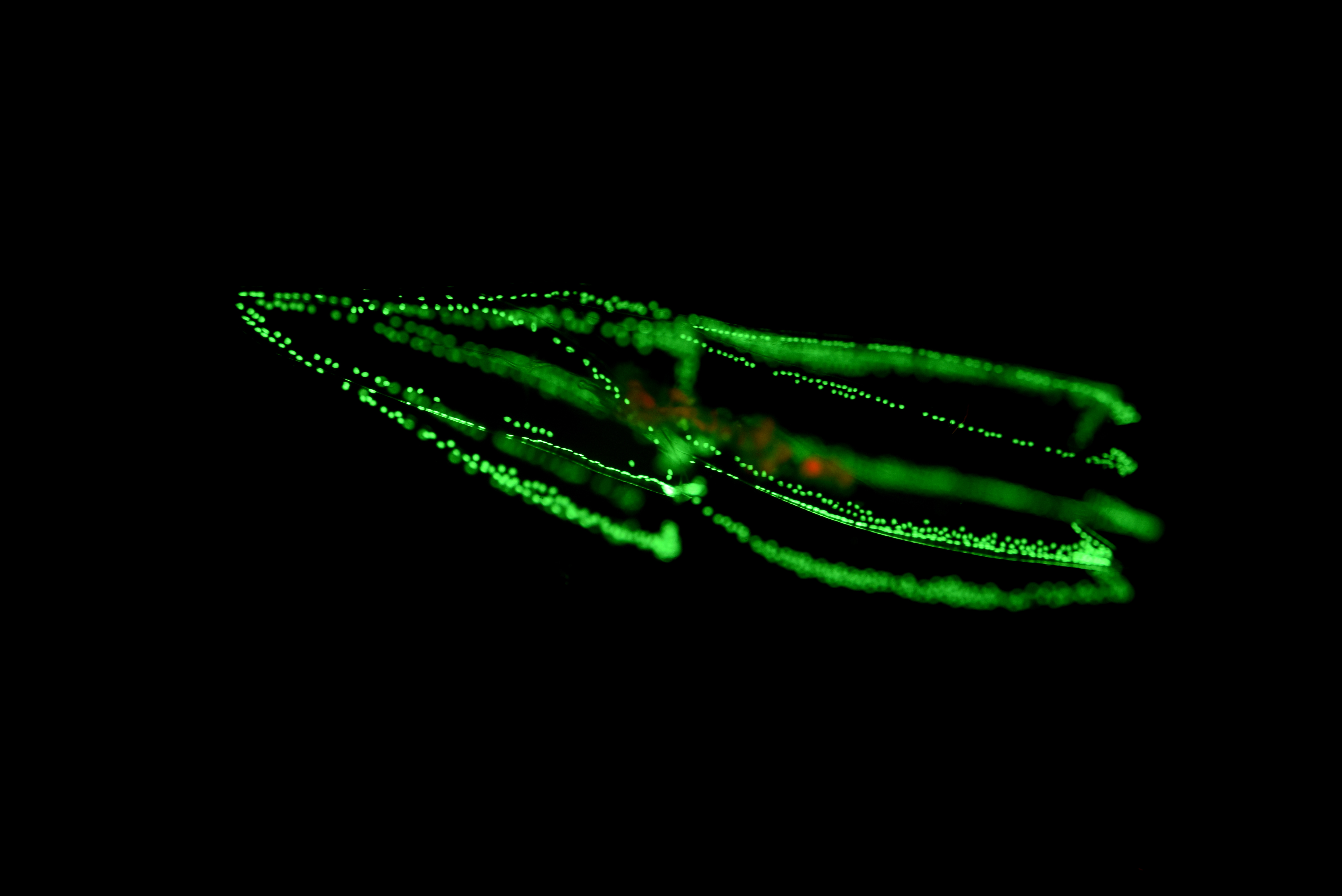 Zářící zelená bioluminiscence