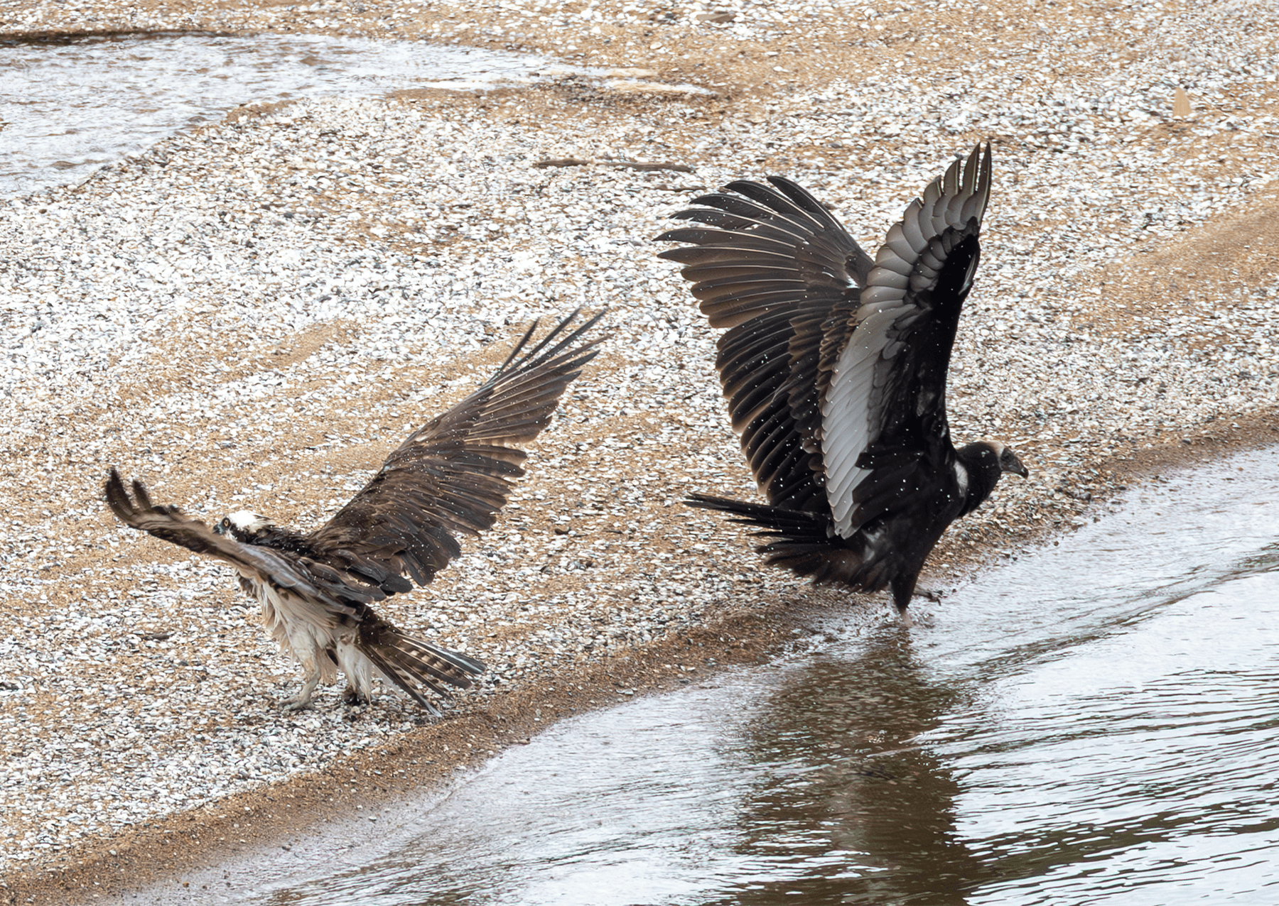 Osprey (vlevo) a černý sup (vpravo) blízko sebe s křídly podél břehů řeky Potomac ve Virginii. Černé supy mají rozpětí křídla 4,5 až 5 stop.