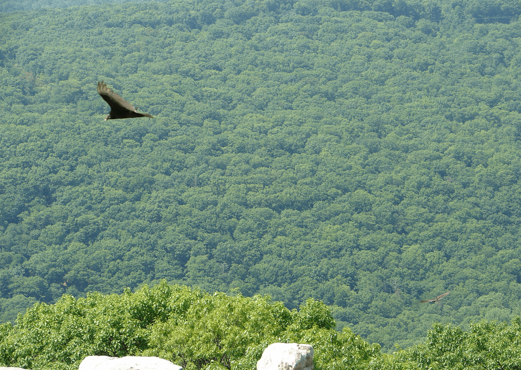 Černá sup stoupá nad komínem v Catoctin Mountain Park v Marylandu. 
