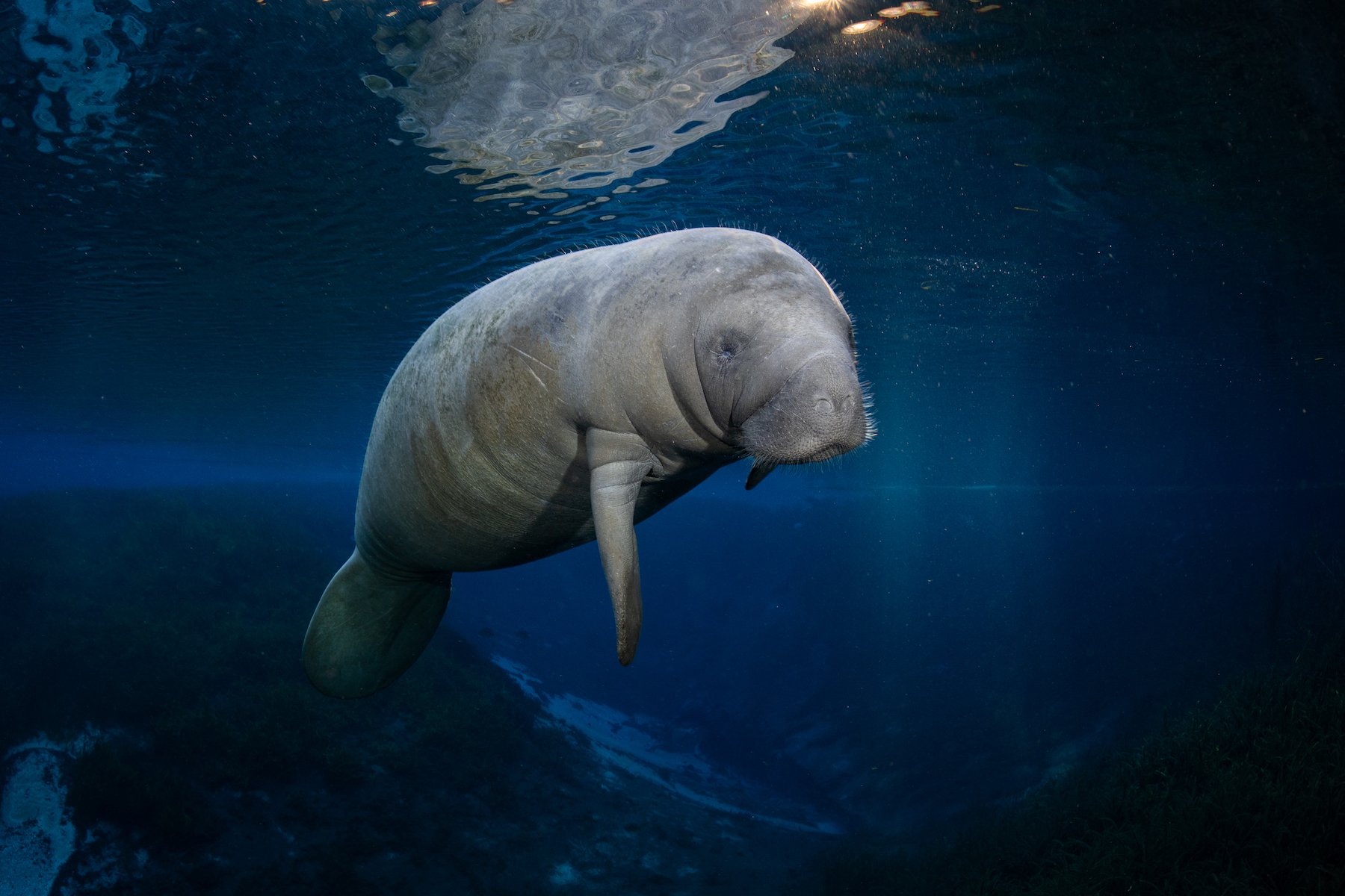 Manatee se vznáší