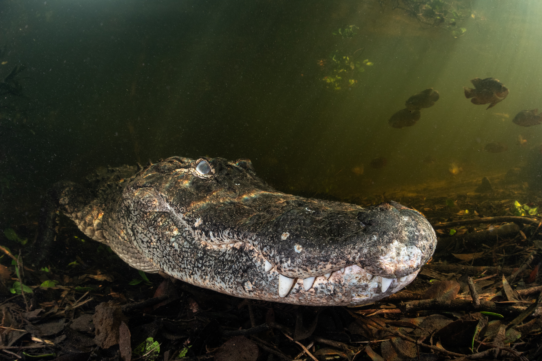 Aligátor pod vodou v kalných vodách ukazující své ostré zuby. Rybí plavání v pozadí
