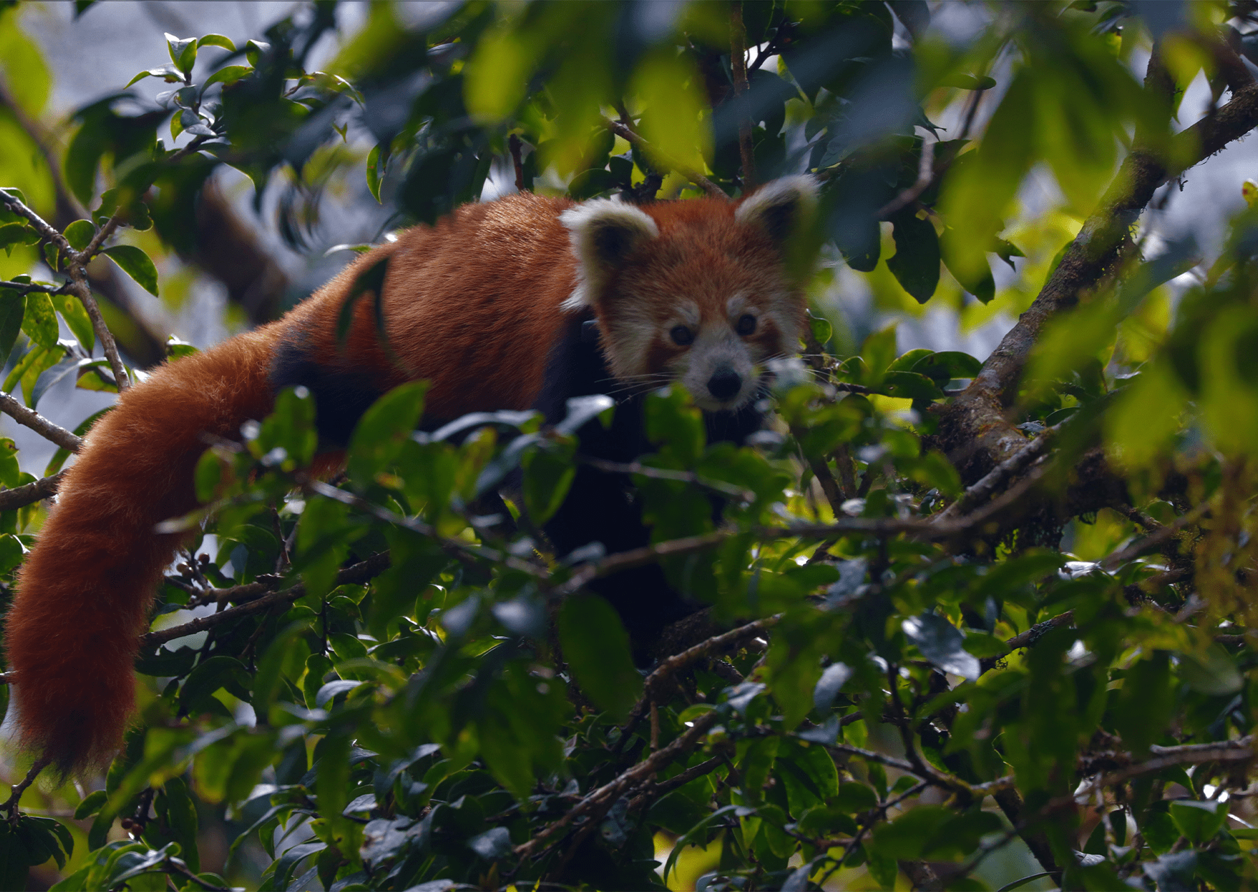 Červená panda procházka po listovém horním stromu