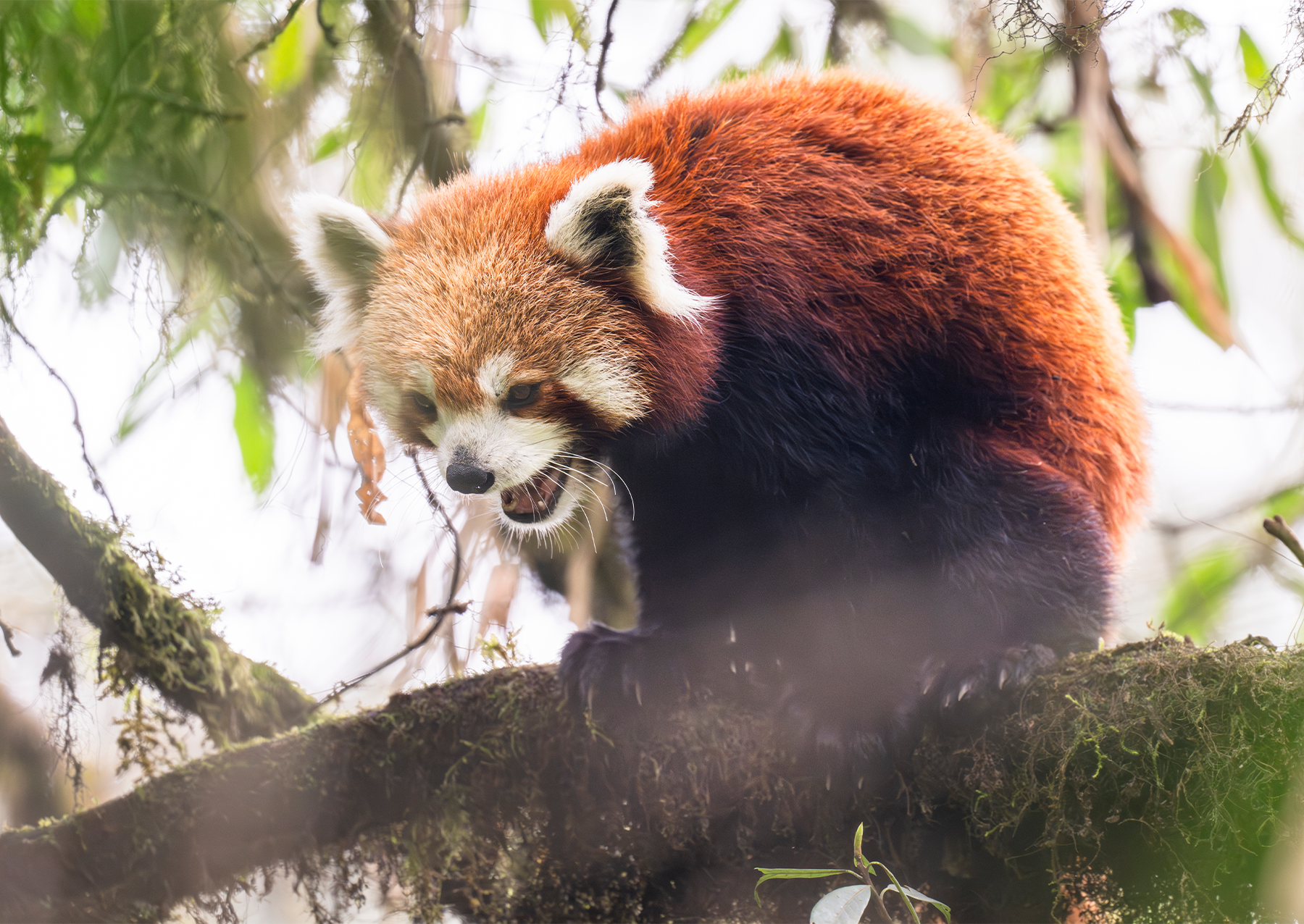 červená panda stojící na větvi s otevřenými ústy