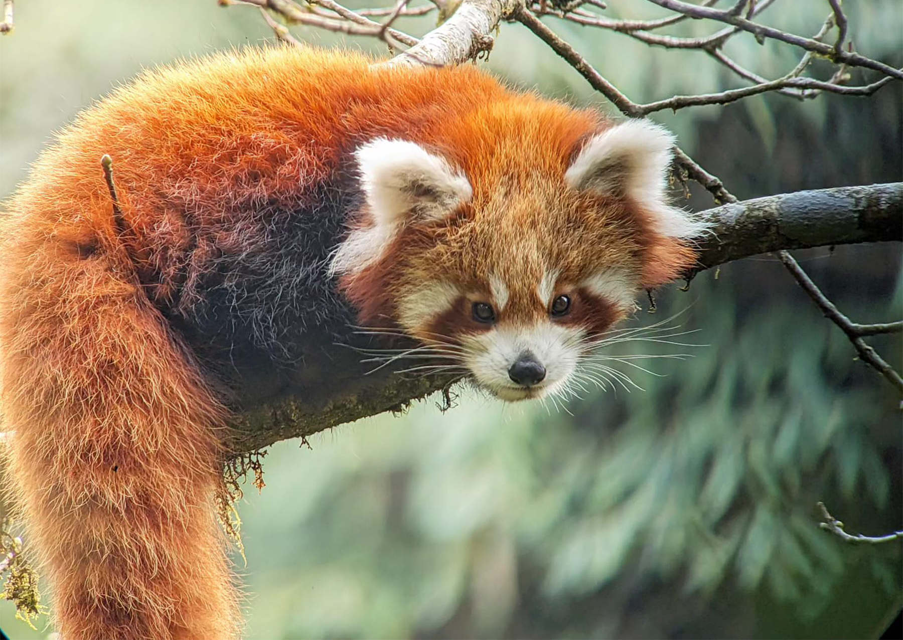 Červená panda na větvi při pohledu dolů