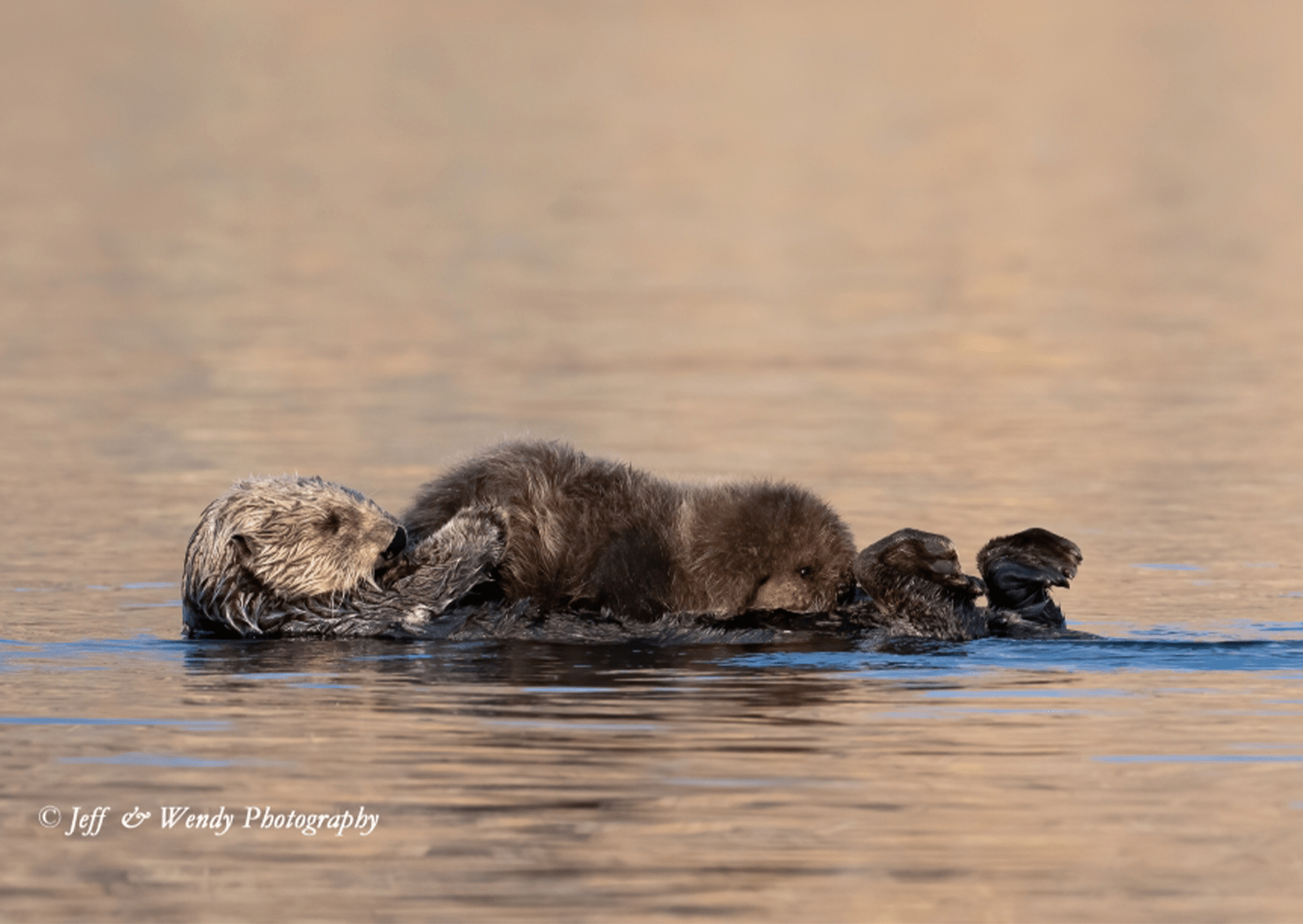 Na jeho mámě sedí štěňátko Sea Otter