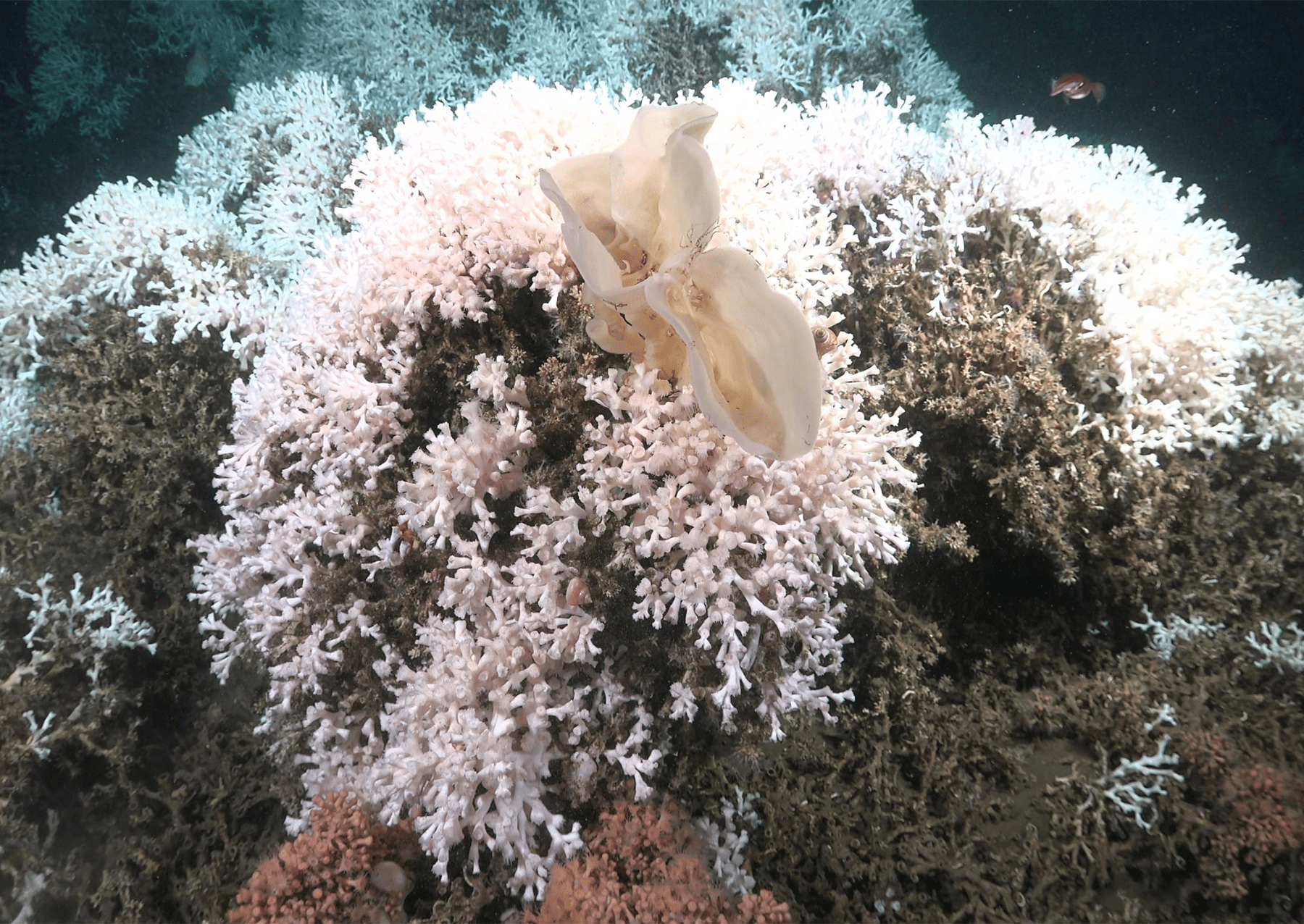 Houba (Haliclona SP) na vrcholu velkého kopce Desmophyllum pertusum, pomalu rostoucí, studené kamenné korálové druhy, které byly nedávno označeny jako zranitelné pro vyhynutí, dokumentované na 269 metrech hluboko. Tento ponor se odehrával poblíž hlavy kaňonu ponorky Cabo Polonio. Místo je ovlivněno brazilským proudem, který nese tropické a centrální vody jižního Atlantiku. 