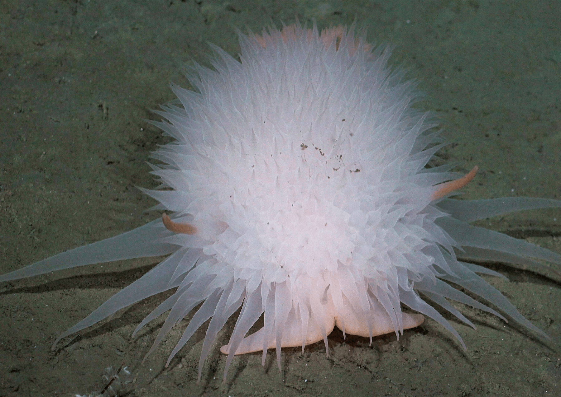 Hluboký mořský nudibranch (typ mořského slimáka) v rodu Bathydoris zdokumentované na mořském dně na 3 125 metrech (asi 10 252 stop) na propasti na noze a východ od kaňonu Río de la Plata uruguay. 
