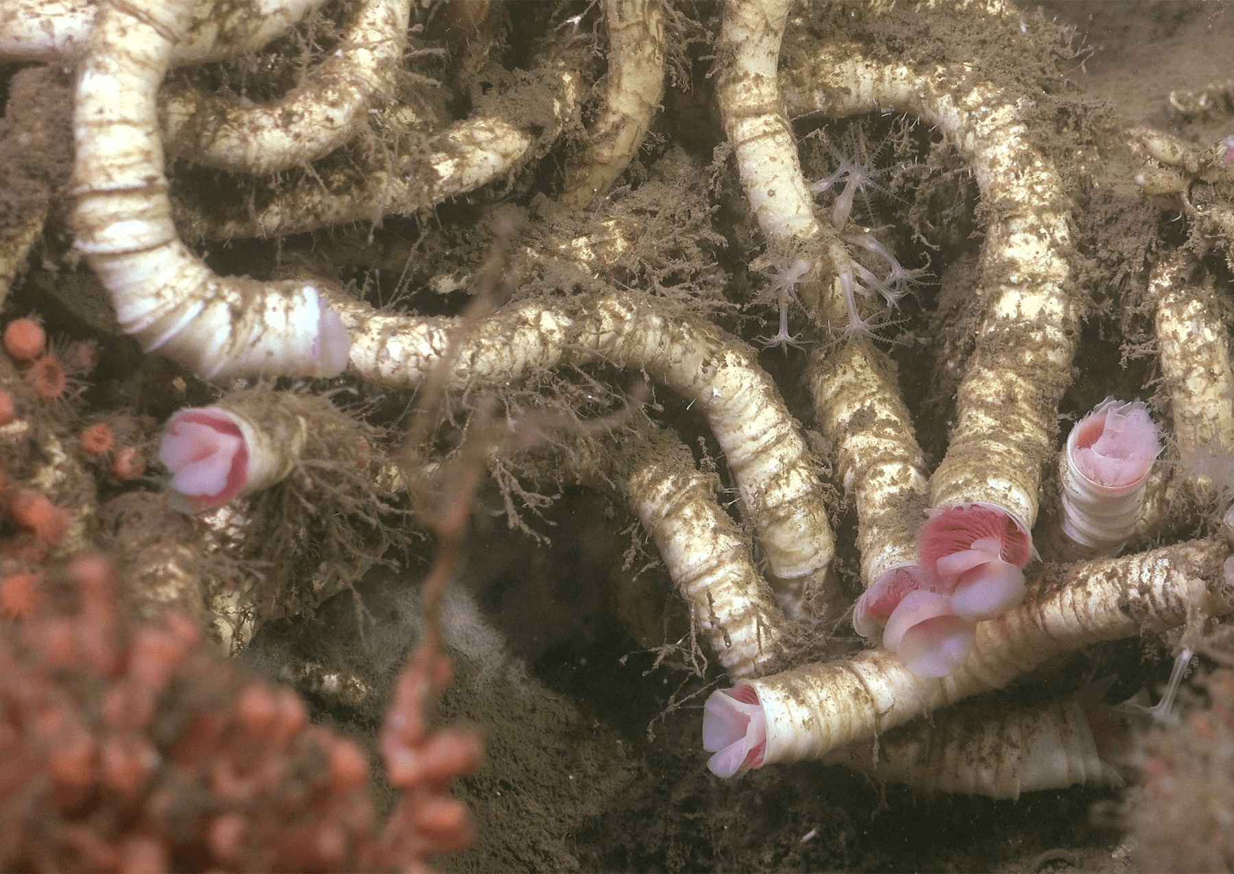 Chemosyntetické červi (Lamellibrachia victori) rostou při sousedních kopcích hlubokého korálu na metanu. I když to není často vidět, předchozí studie ukázaly, že se jedná o normální součást vývoje komunity. Jak metan prosakuje stárne, červi kopají hlouběji pro energii, zatímco bakterie transformují okolní měkký sediment na tvrdou horninu, ke které korál připevňuje a roste.