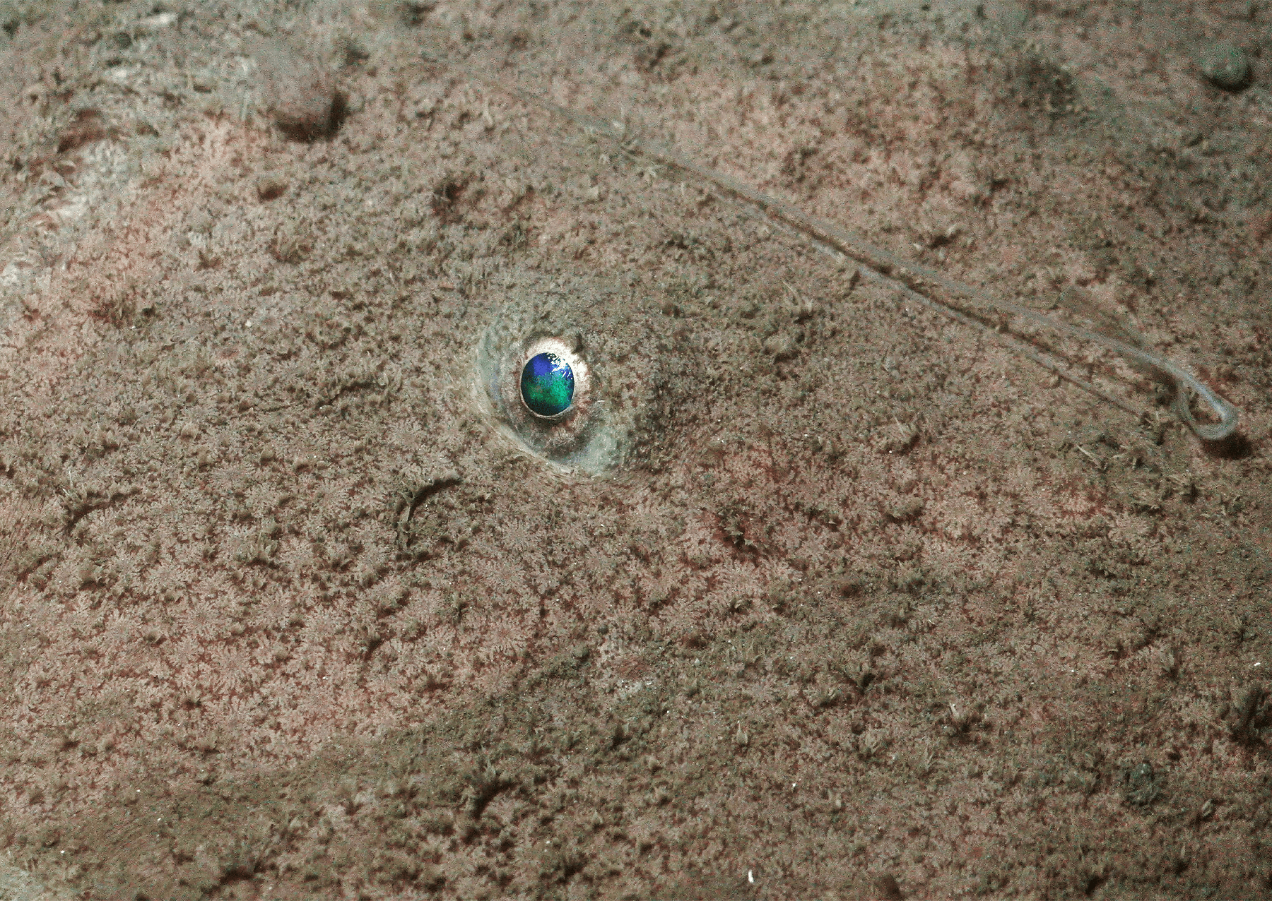 Jasné modro-zelené oko Monkfish (Lophiidae) dokumentované v hloubce 297 metrů během ponoru ROV v čele kaňonu Montevideo, ponořené do antarktických meziproduktů. 