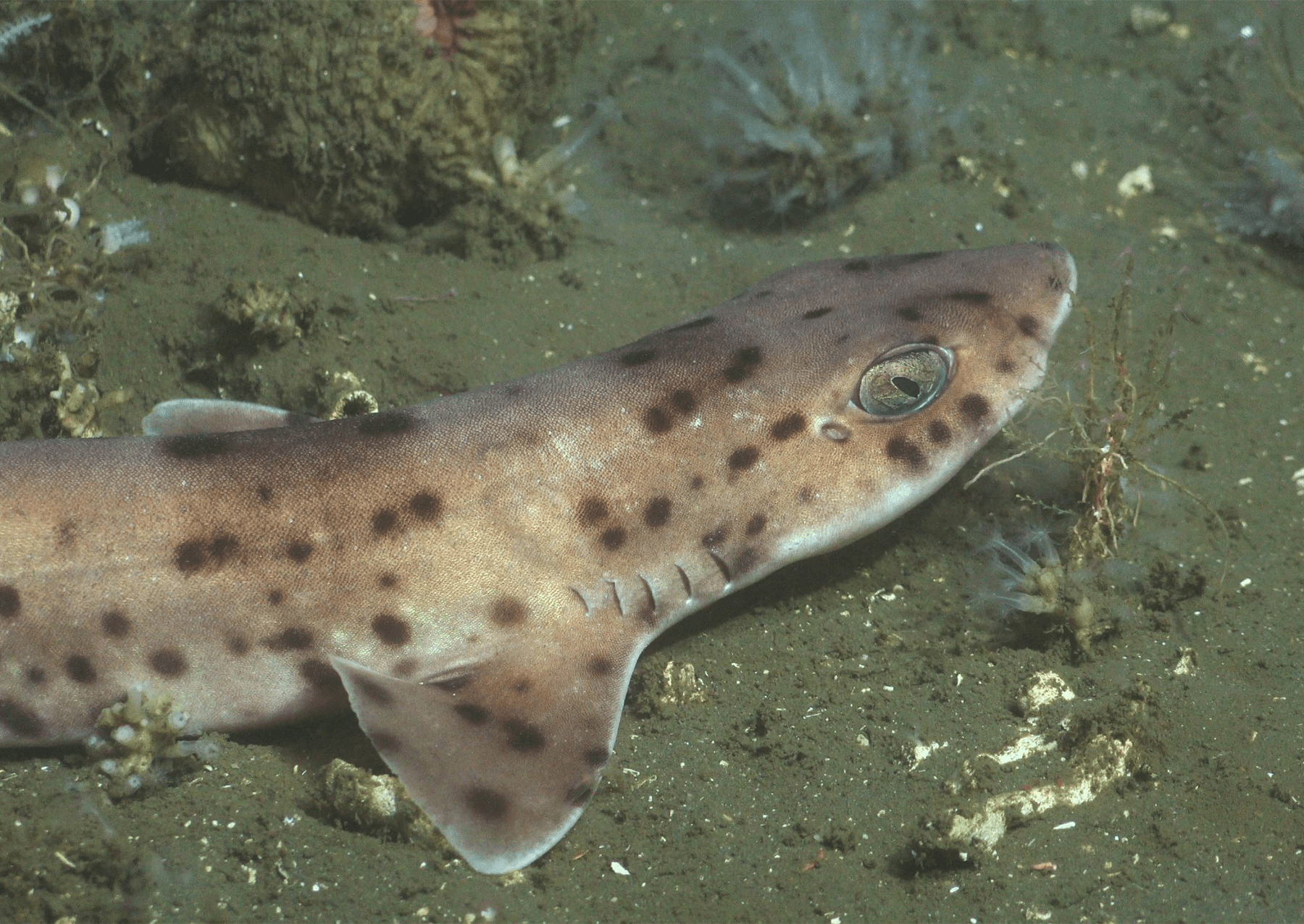 Hlubokomořský kočka (Scyliorhinus haeckelii) zdokumentovaná na 198 metrech na vnějším okraji kontinentálního šelfu, poblíž hlavy ponorky La Paloma. Místo je ovlivněno brazilským proudem, který nese tropické a centrální vody v jižním Atlantiku. 