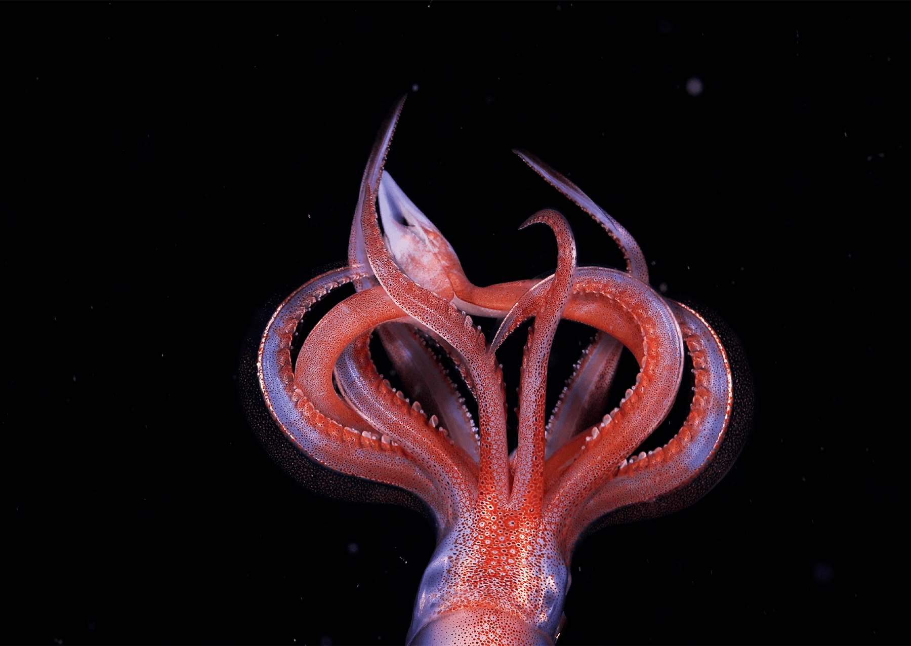 Squid v rodu Gonatus v hloubce 1 462 metrů (asi 4 796 stop).