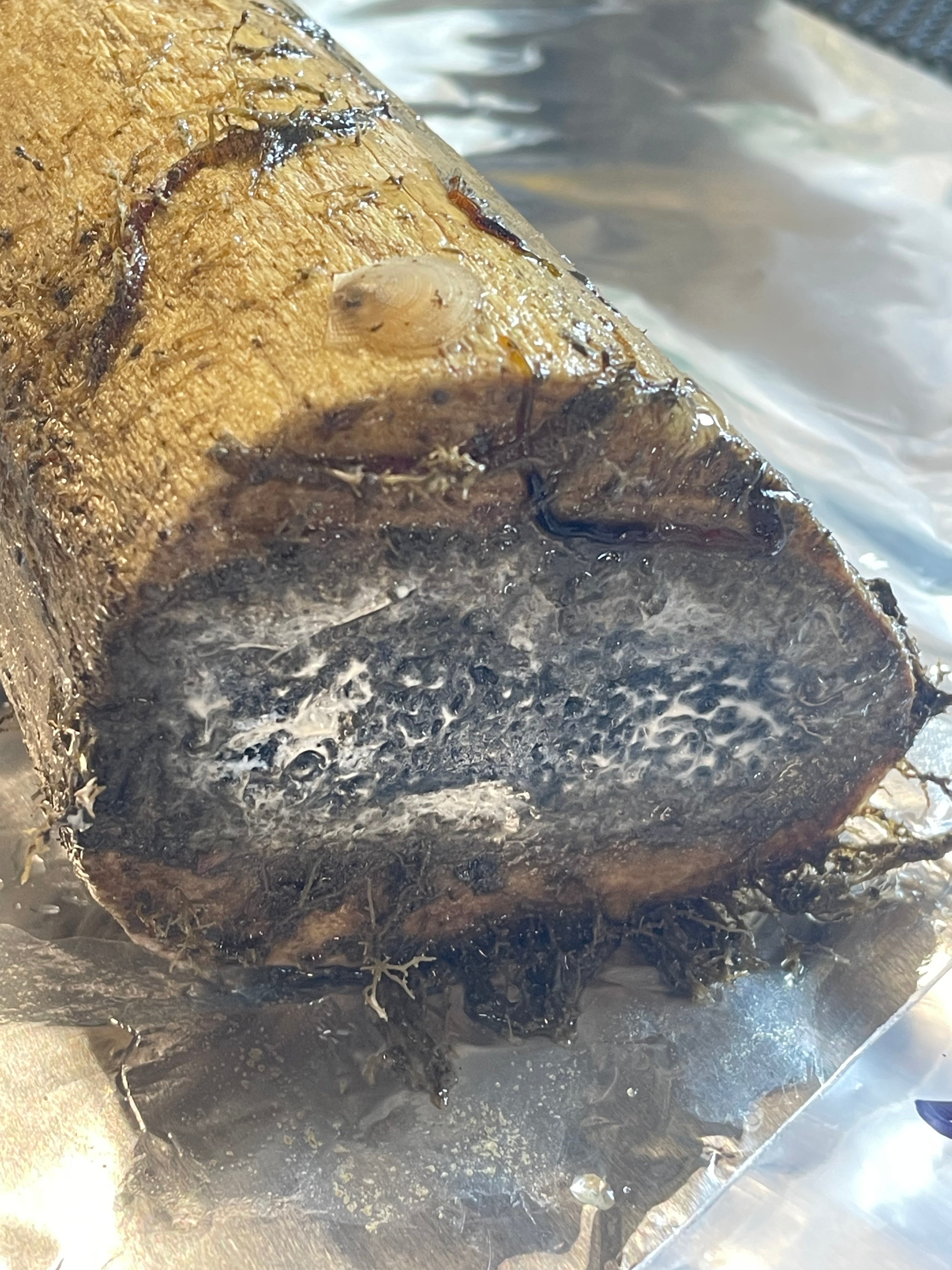 Experiment s velrybími kostmi obnovený z Barkley Canyonu v roce 2023