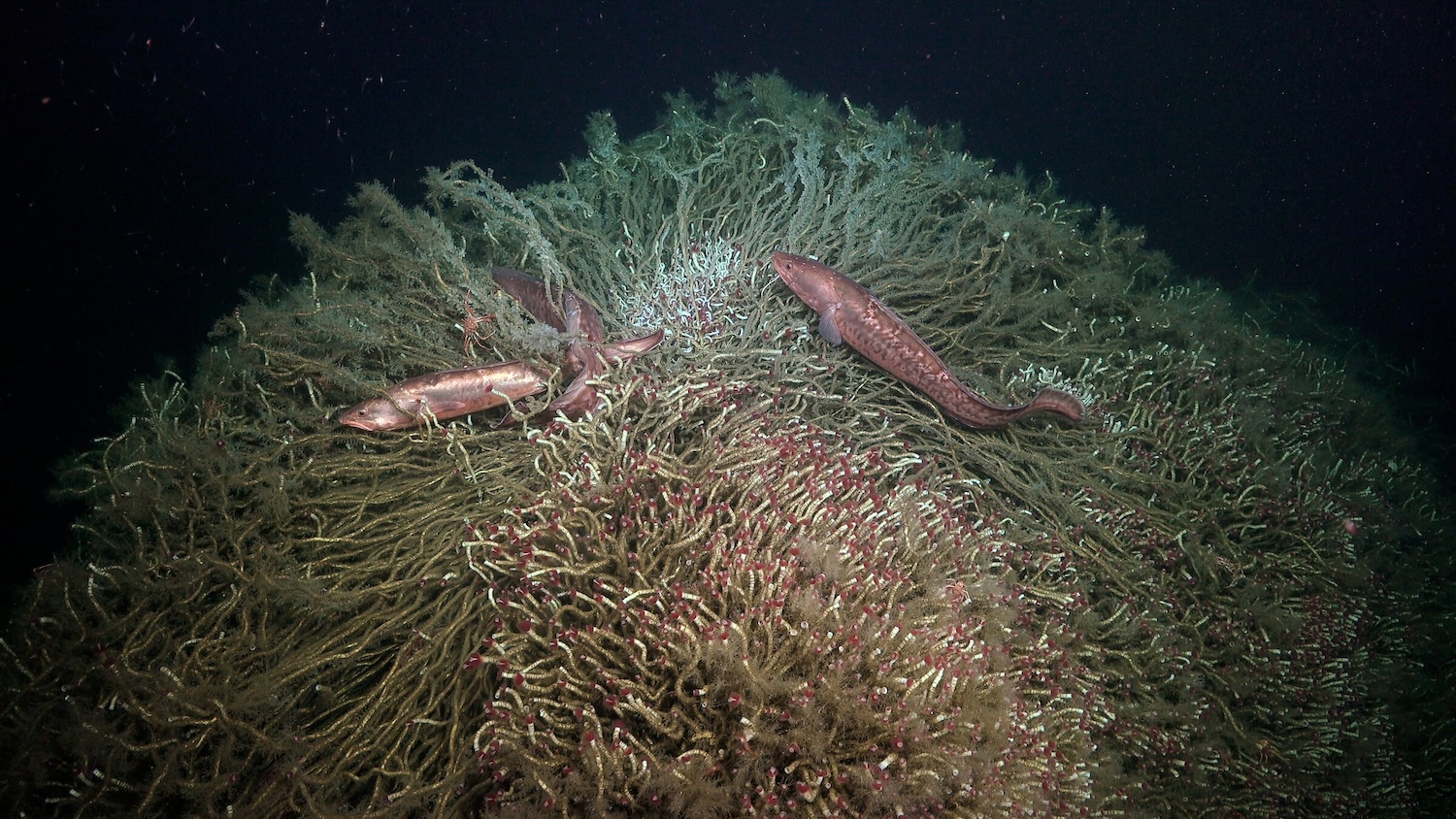 Z centrálního Chile prosakují rudí úhoři zasazení do keře rourky u metanu. Kredit: Schmidt Ocean Institute.