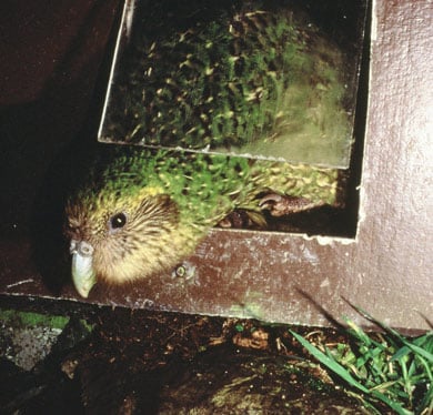 Kākāpō jménem Hoki používá dveře ve svém kotci.