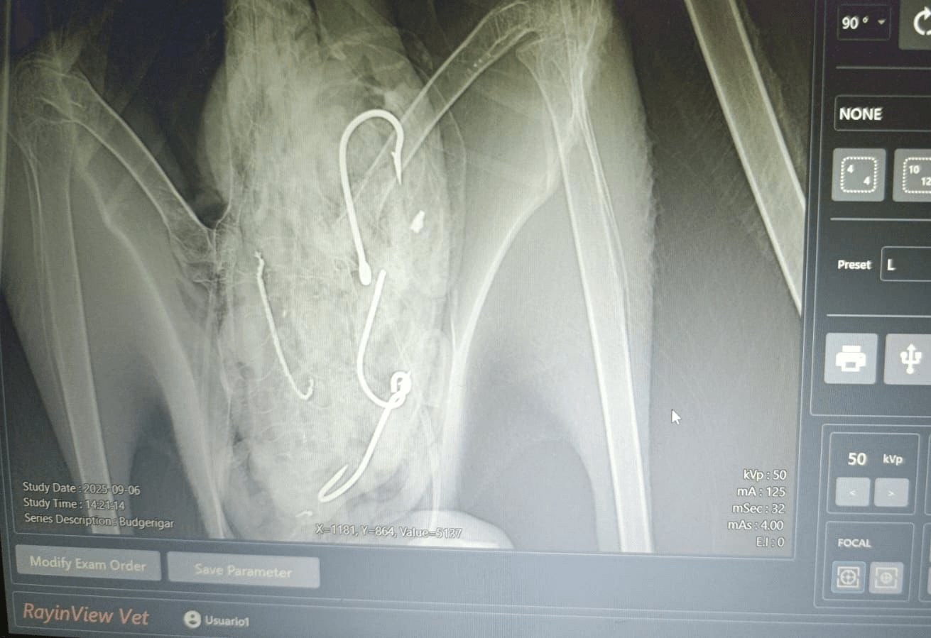 rentgen ukazuje rybářský háček v ptačím žaludku