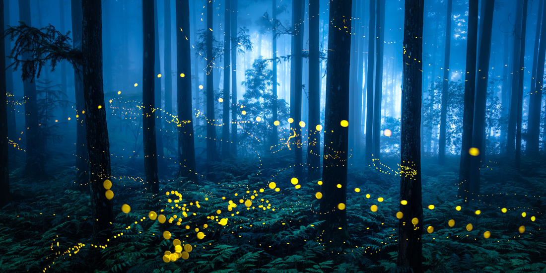 světlušky v lese