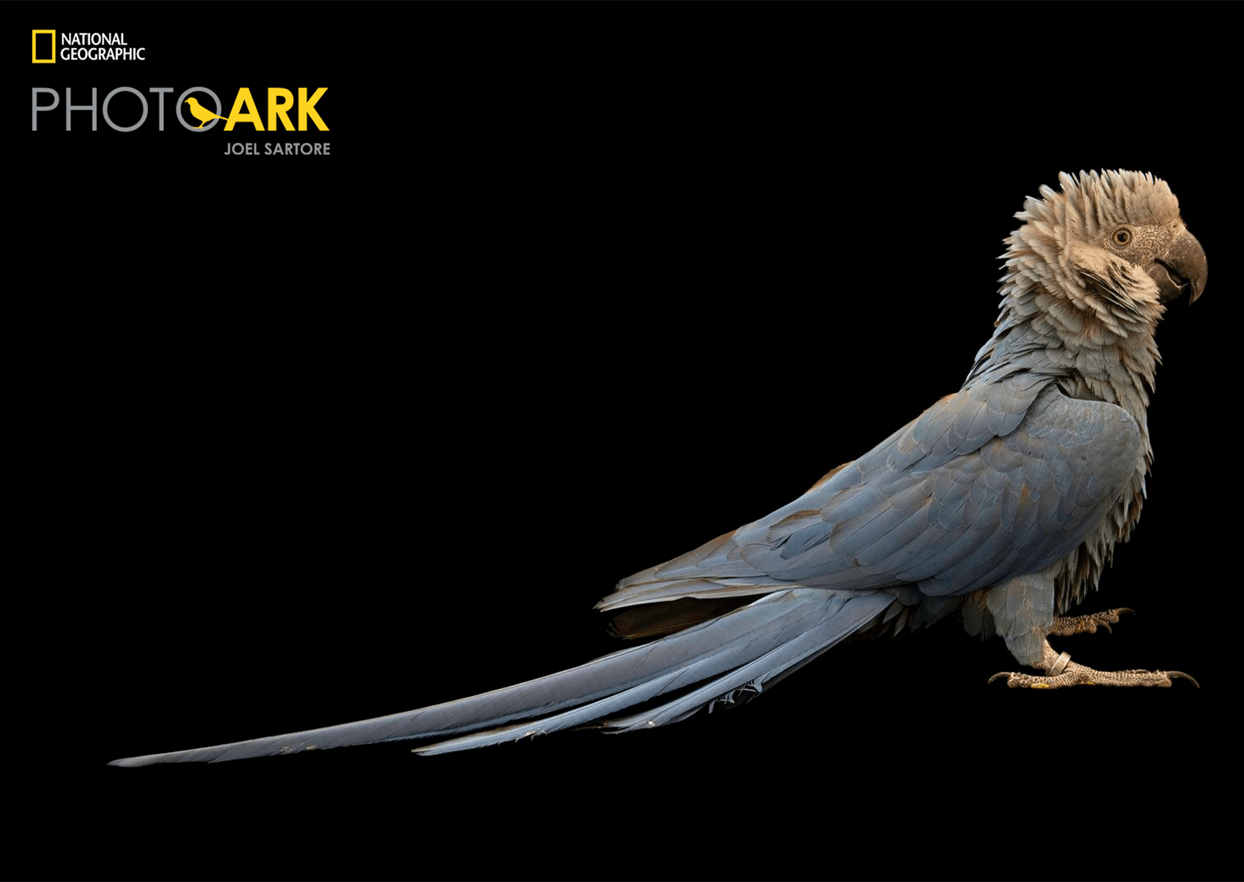 velký tropický pták se světle modrým a bílým peřím