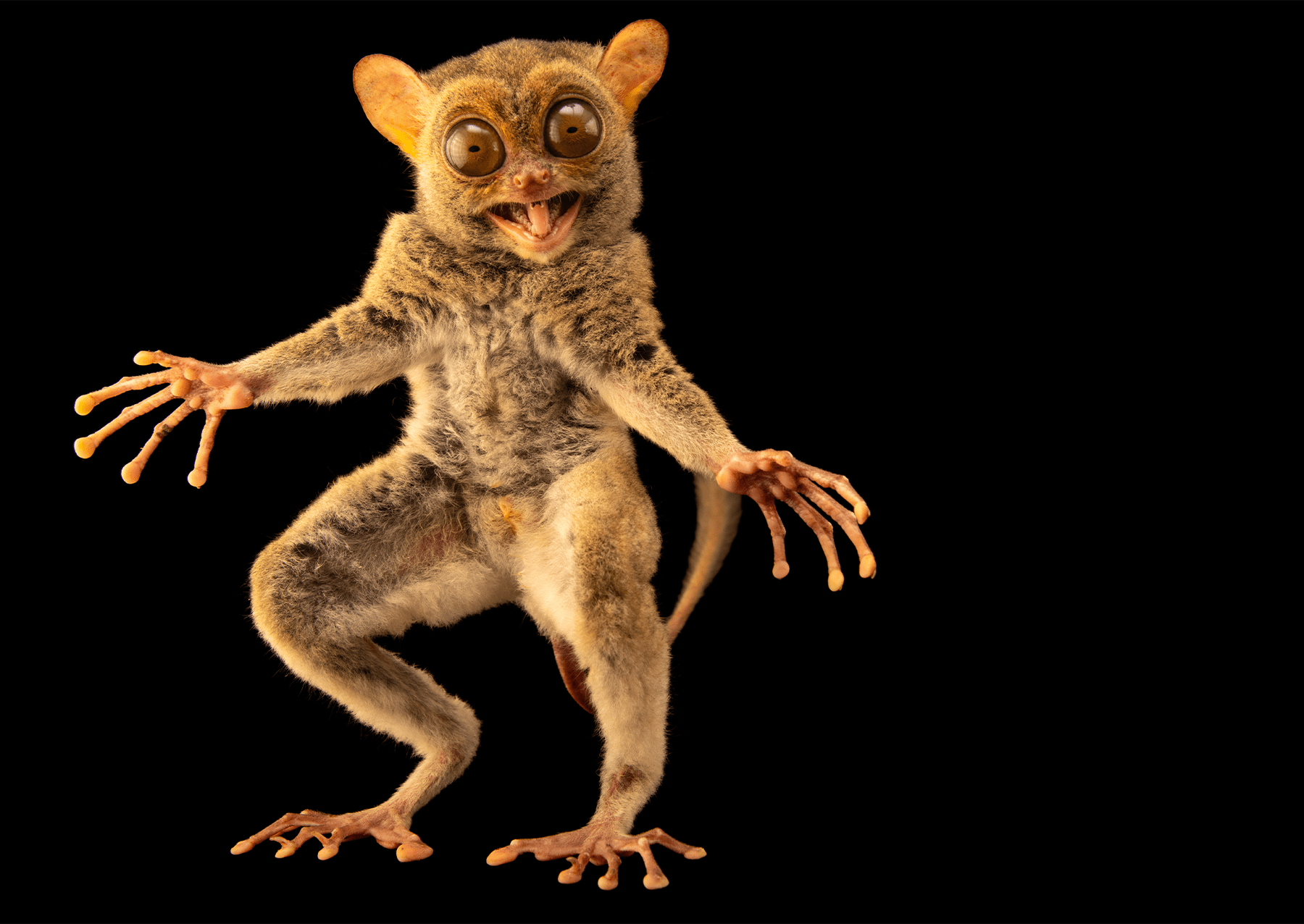 malé peníze s velkýma očima