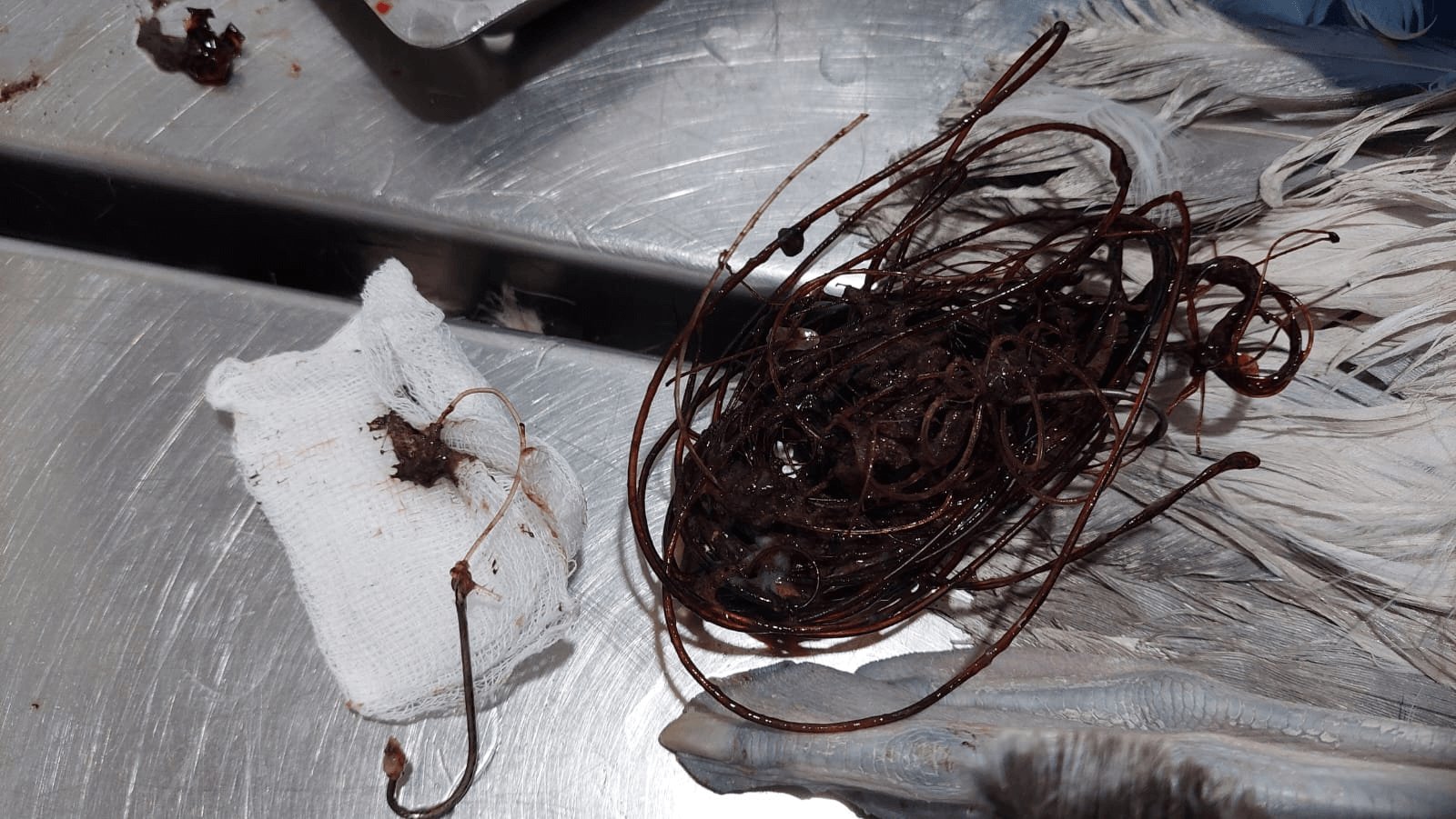 rybářské háčky a vlasec, který byl odstraněn z ptačího žaludku