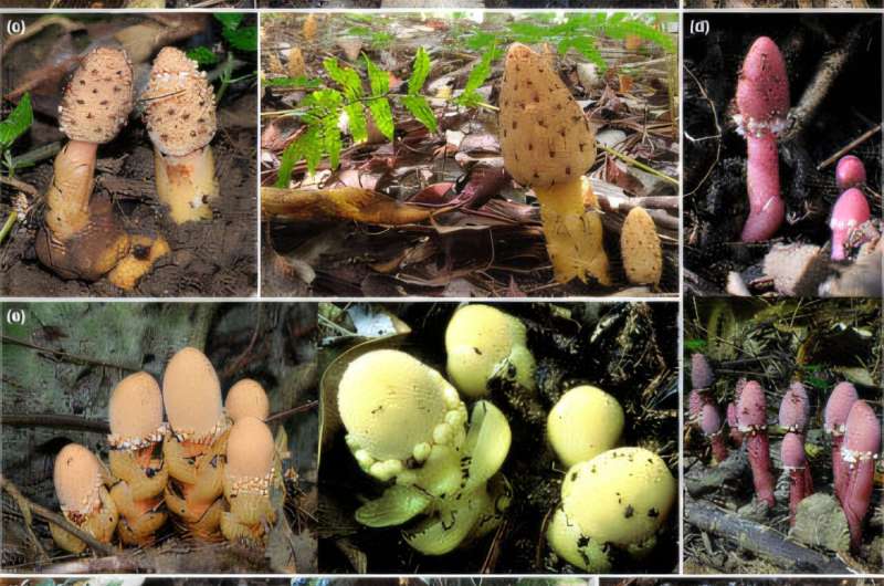 Výběr vzorkovaných rostlin Balanophora. (a) B. japonica (vlevo a uprostřed: Kyushu, Japonsko; vpravo: Tchaj-wan), (b) B. mutinoides (Tchaj-wan), (c) B. tobiracola (zleva: Okinawa, Japonsko; Tchaj-wan), (d) B. subcupularis (Kyushu, Japonsko), (e) B. fungosa ssp. fungosa (zleva: Okinawa, Japonsko; Tchaj-wan), (f) B. yakushimensis (zleva: Kyushu, Japonsko; Tchaj-wan), (g) B. nipponica (Honshu, Japonsko).