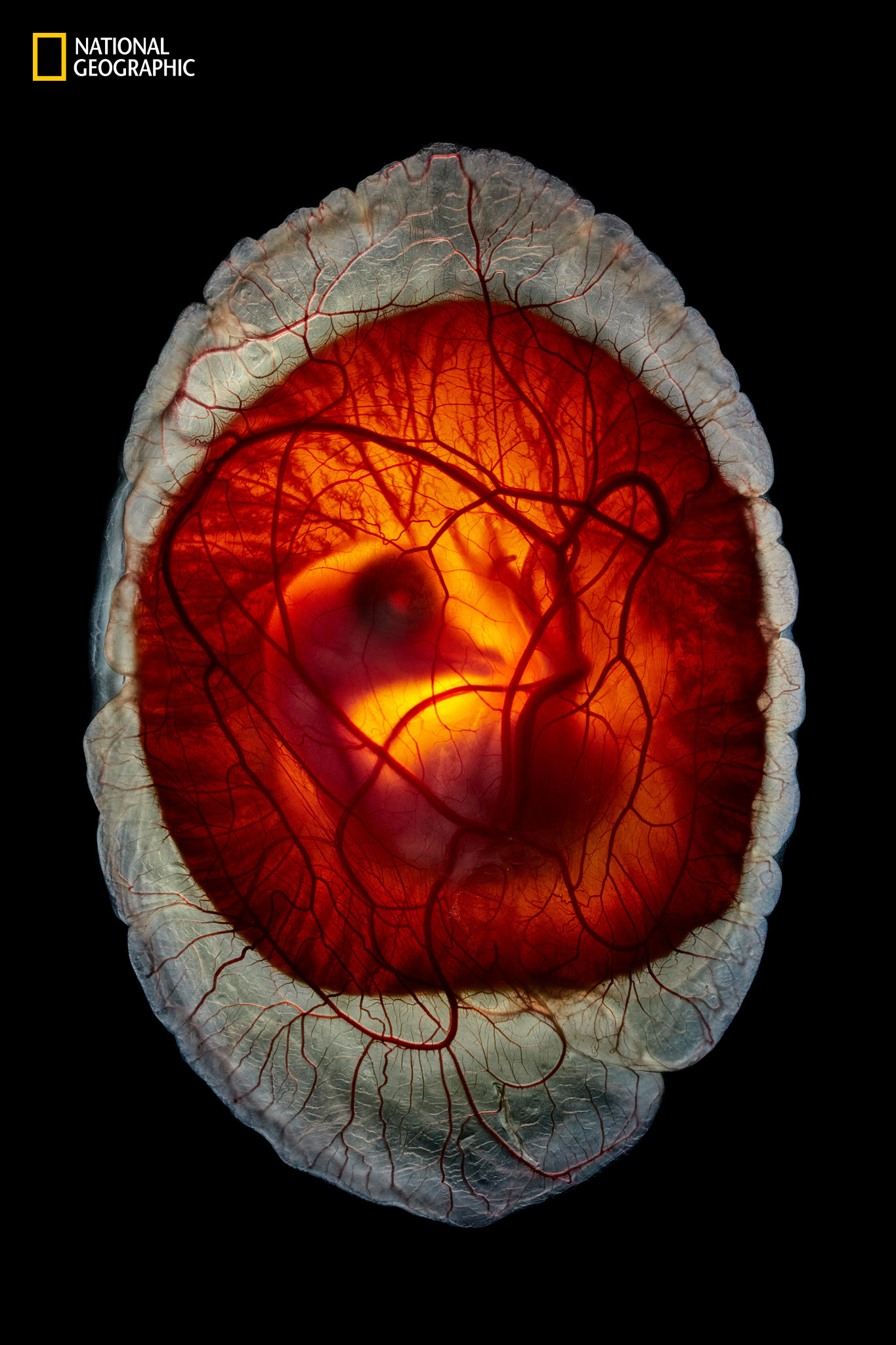 Fotograf Anand Varma se léta pokoušel zdokumentovat, kdy je stále vidět vaječný žloutek, ale zjevně se objevila ptačí forma. Experimentoval s inkubací embryí v umělých skořápkách, než konečně zachytil transformaci ve věku 12 dnů. Varma samostatně vychoval kuřatům některá embrya, která daroval lidem v komunitě. (Foto: Anand Varma)