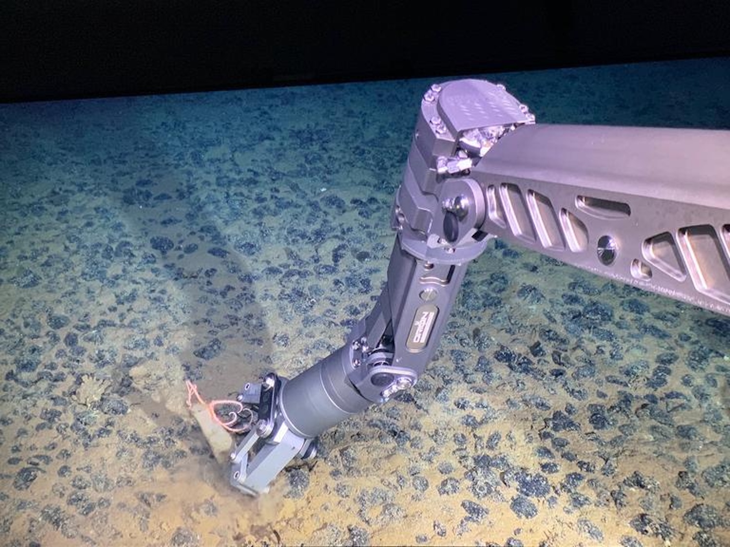 Uzlíky jsou hustě napěchované na mořském dně v oblasti průzkumu. Zde podvodní robot odebírající vzorek hlubokomořského houbového živočicha s hvězdicí. Kredit: ROV Odysseus, Pelagic Research Services