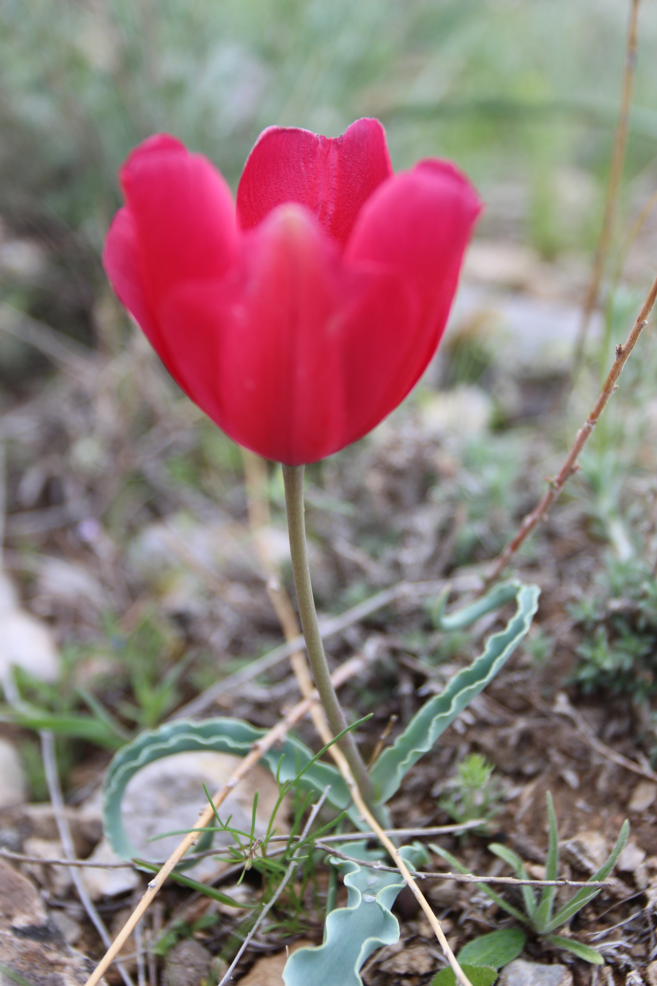 červený tulipán 