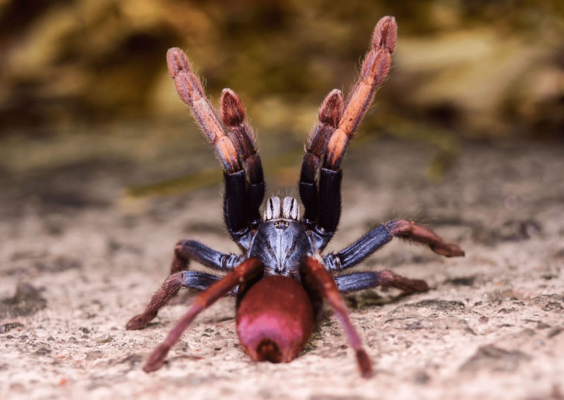 pavouk s divokými barvami