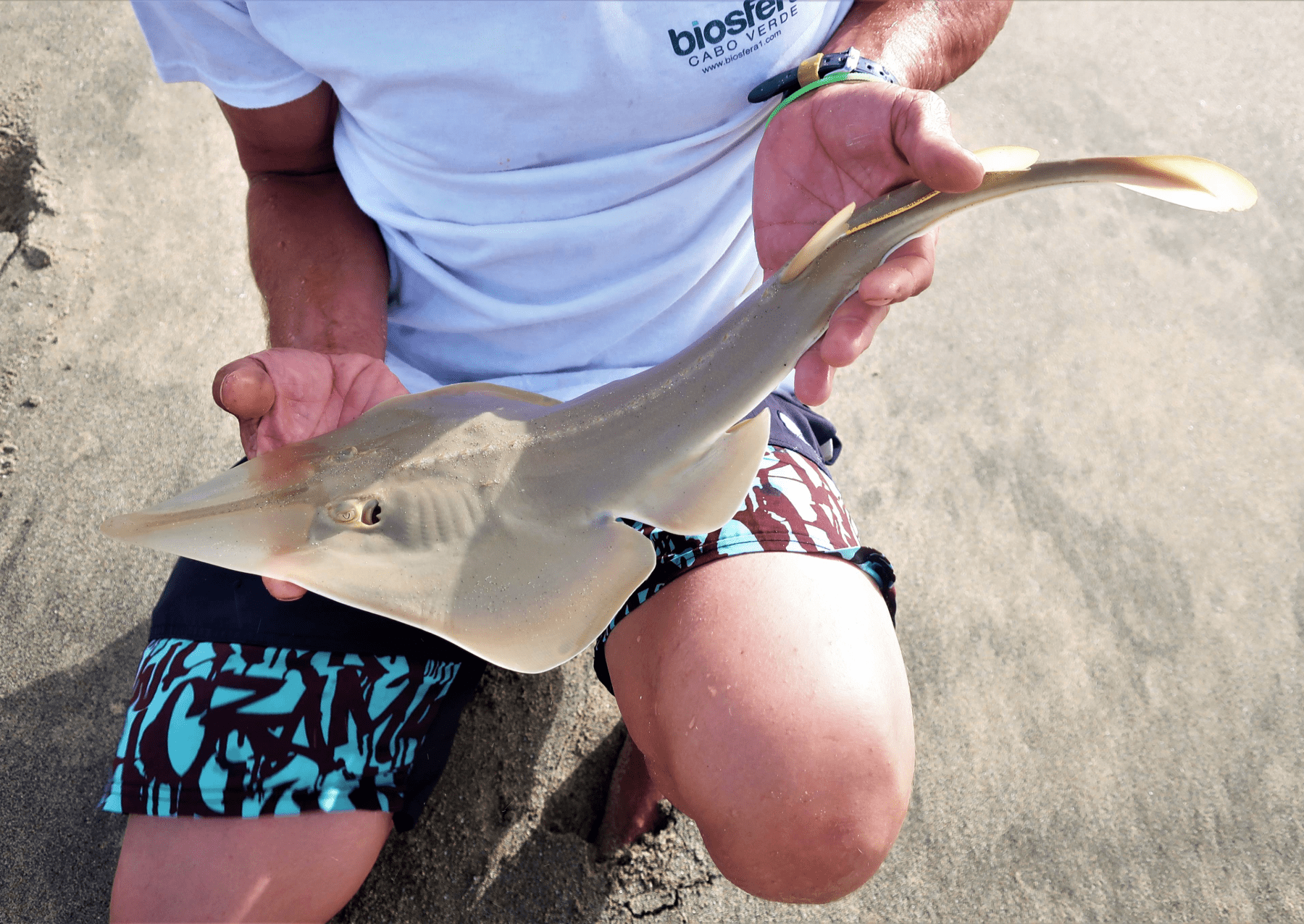 dlouhá ryba s širokým obličejem