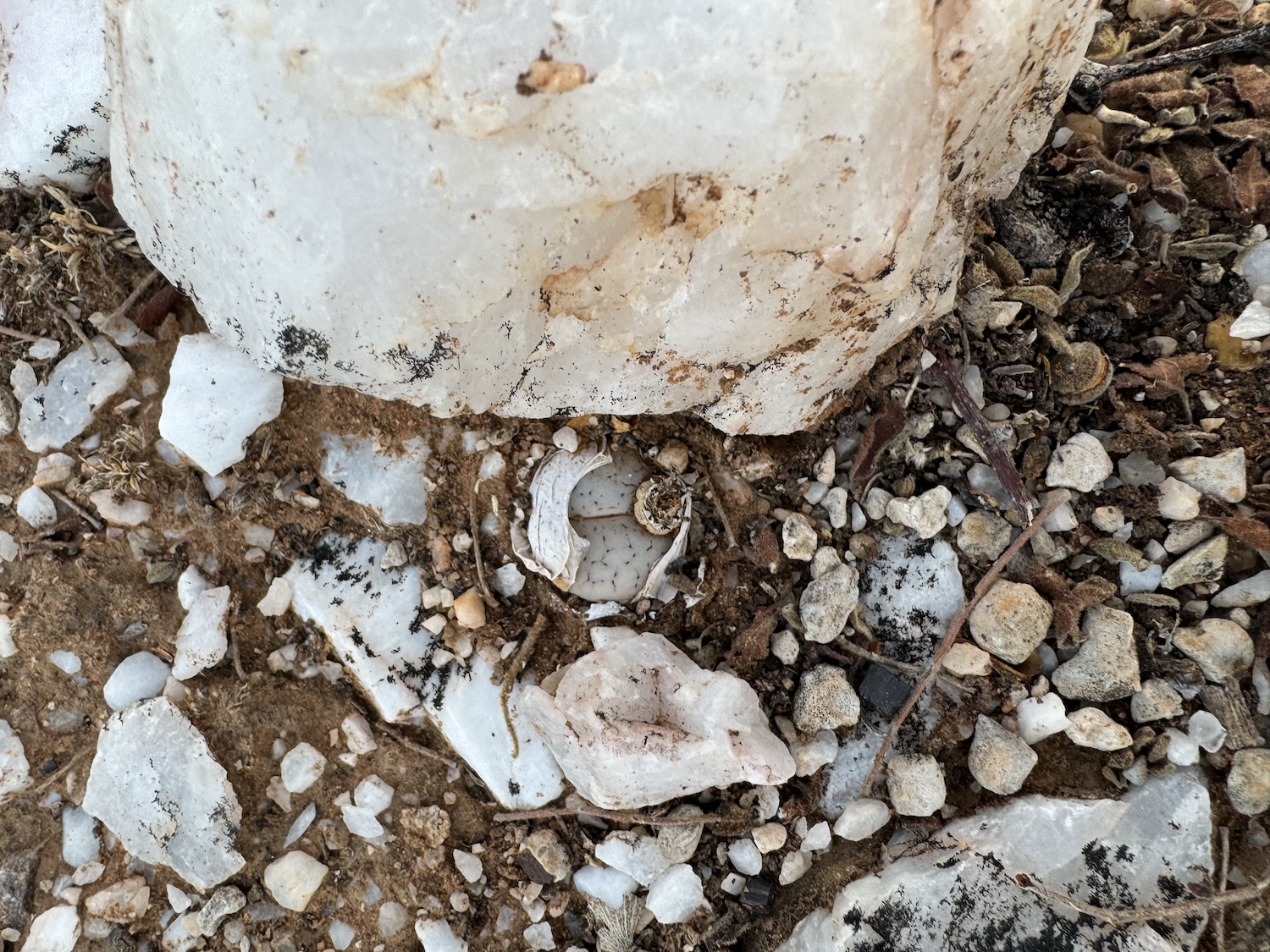 Nový poddruh „živého kamene“, Lithops gracilidelineata subsp. mopane, splývá s okolním lesem savany. Kredit: Sebastian Hatt / RBG Kew