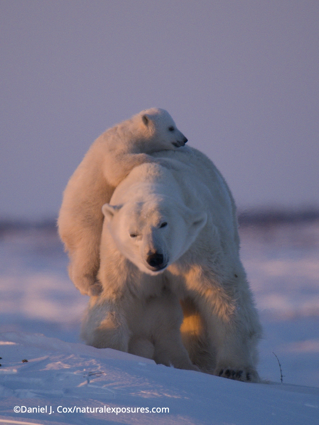 Polar Bear (Ursus maritimus) matka s mláďaty, z nichž jedno si šplhá na záda pro snadnou jízdu. Národní park Wapusk, Manitoba