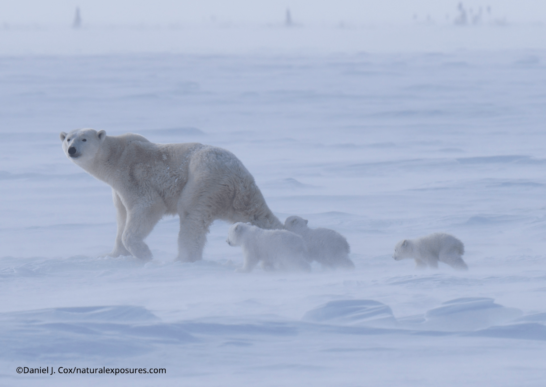 lední medvědí máma se třemi mláďaty kráčející po mořském ledu