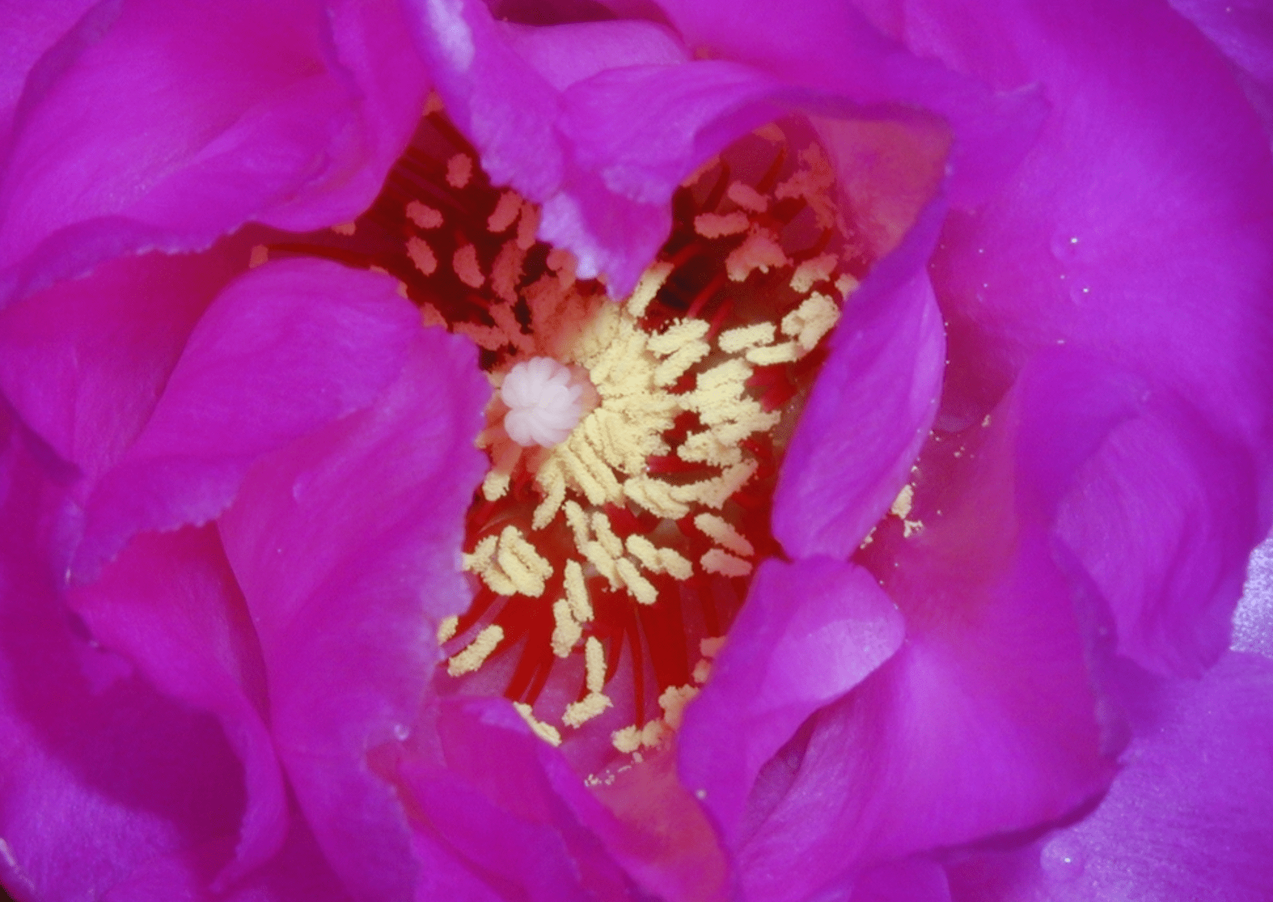 zblízka růžový květ se skvrnami žlutého pylu uprostřed