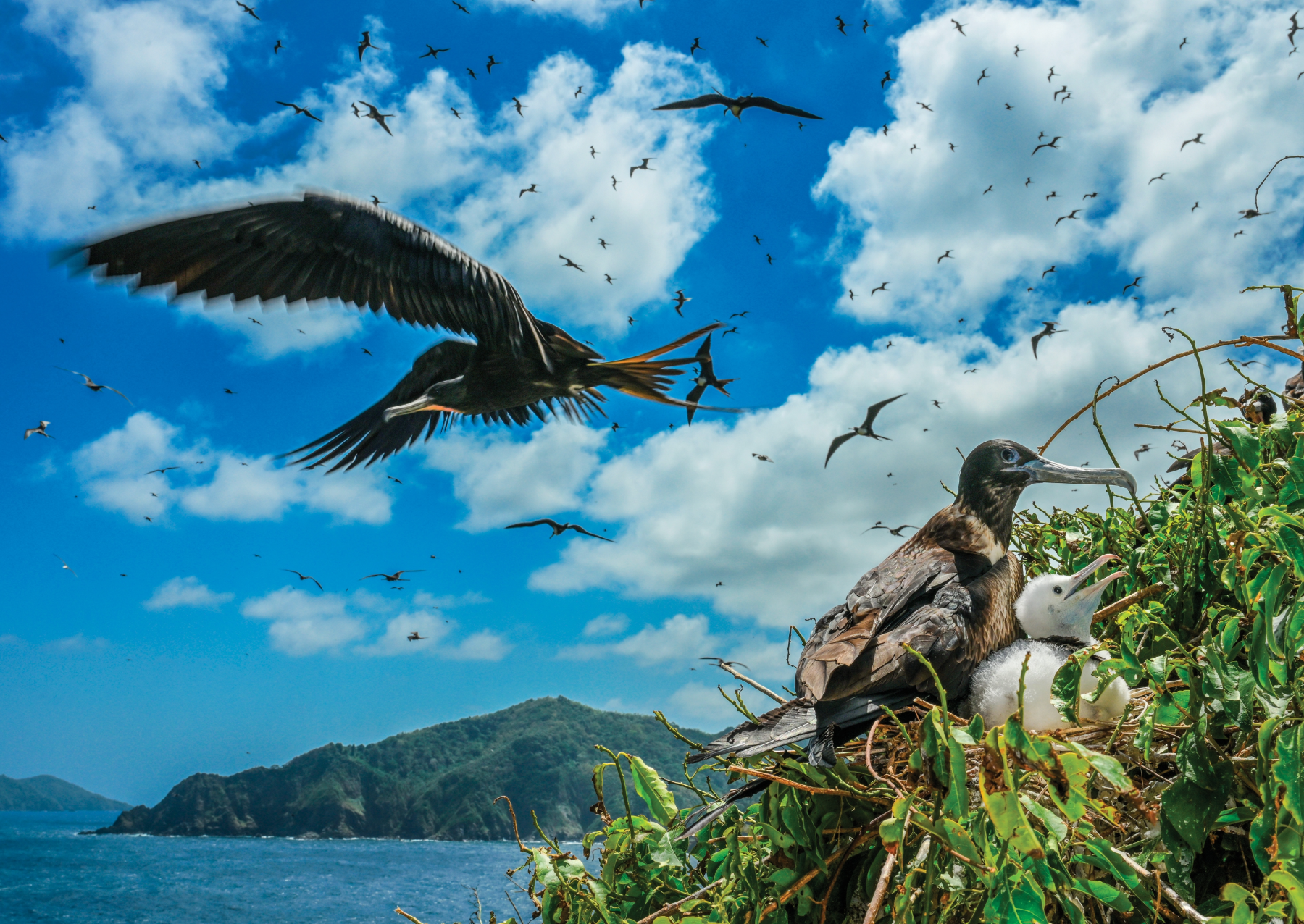 ptáci létající nad ptákem s mládětem na hnízdě