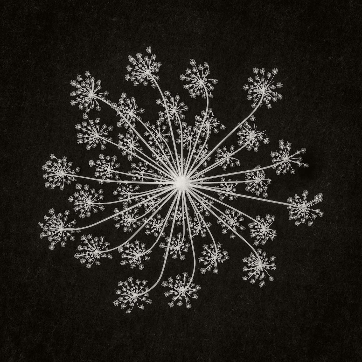 bílý květ na černém pozadí