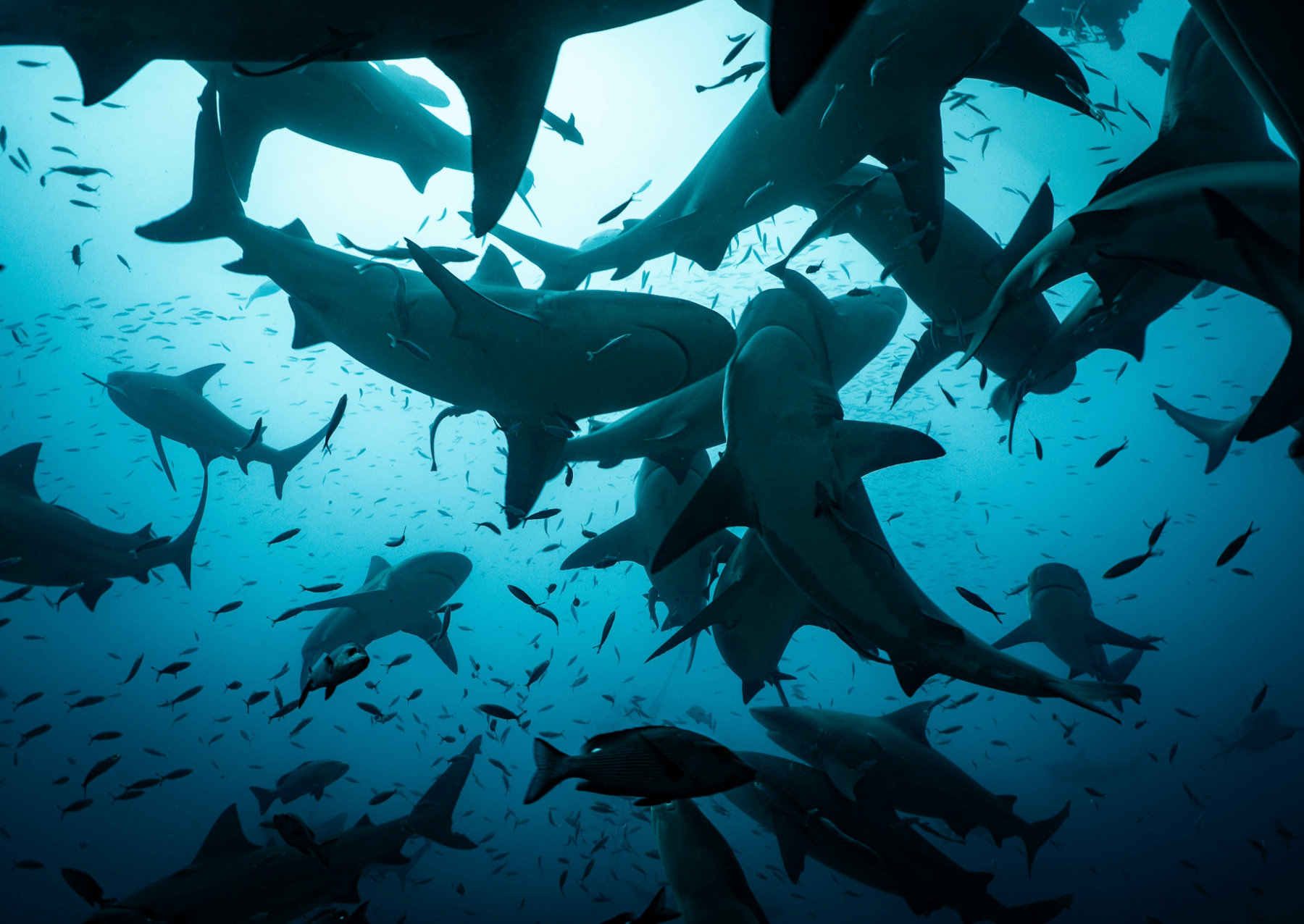 Pohled zespodu na býčí žraloky v 'Aréně' v mořské rezervaci Shark Reef