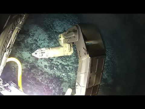 극지연, 남극 심해 생명체 직접 캤다 miniatura