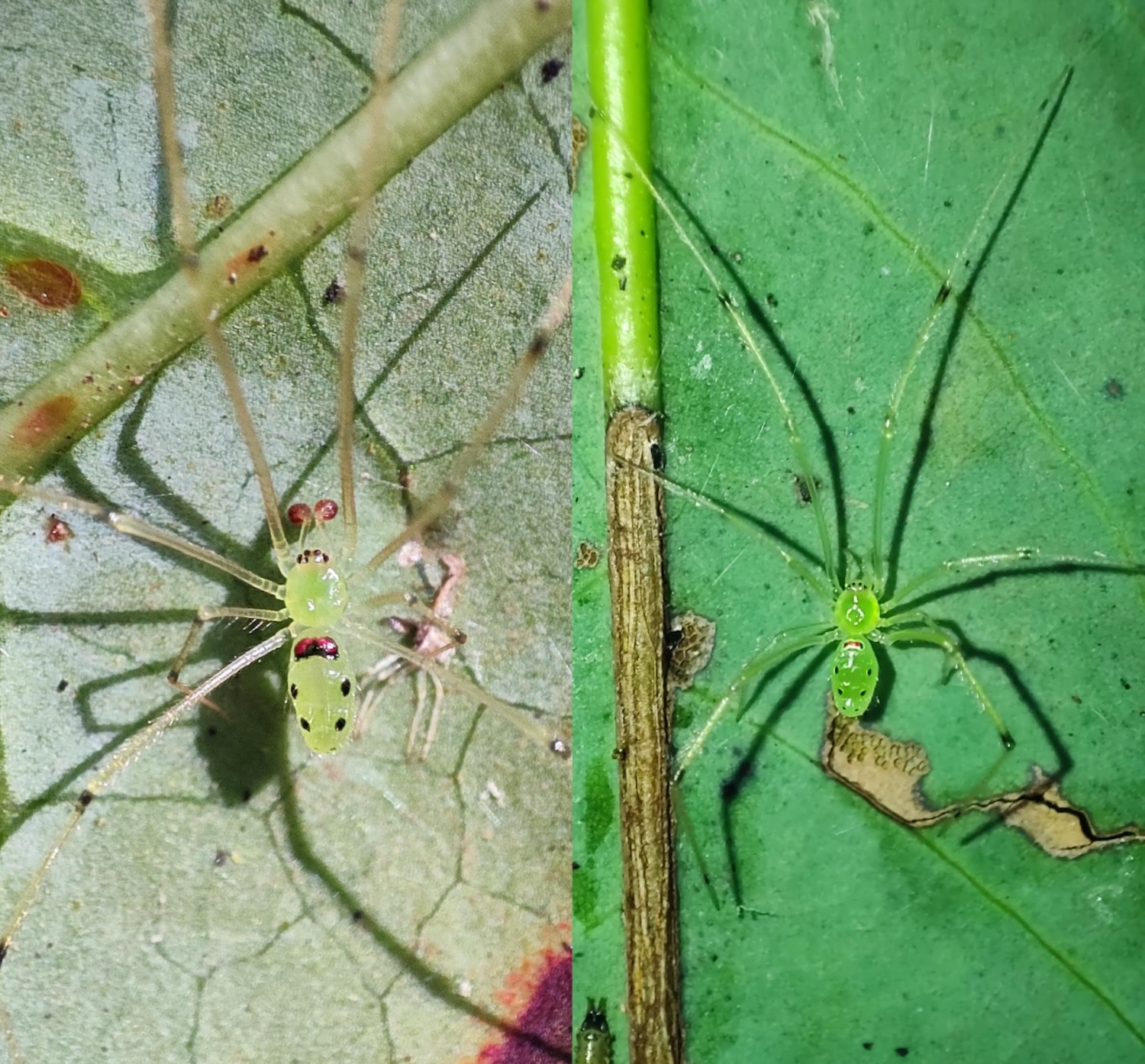 Dospělý samec (vlevo) a samice (vpravo) Theridion himalayana sp. listopad. Fotografický kredit: Devi Priyadarshini a Ashirwad Tripathy.